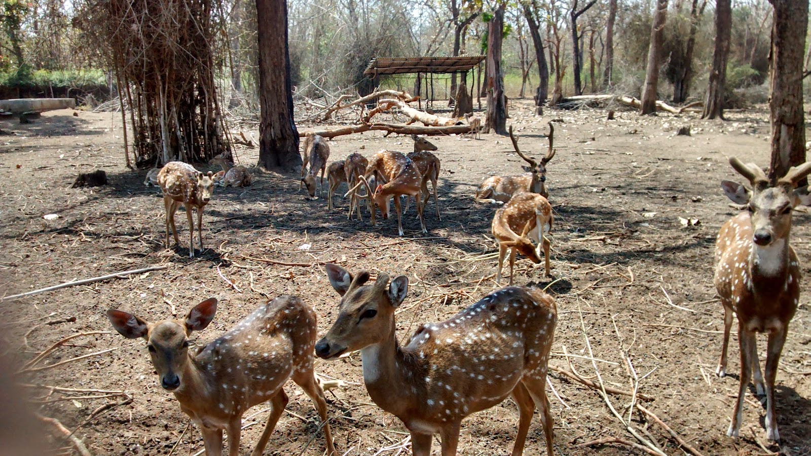 Cauvery Wildlife Sanctuary Main Area
