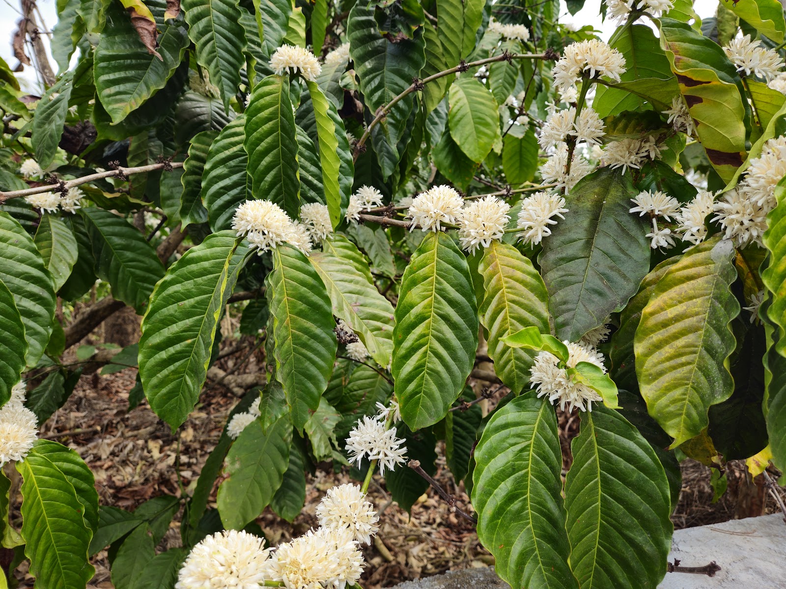 Coffee Plantations of Kushalnagar