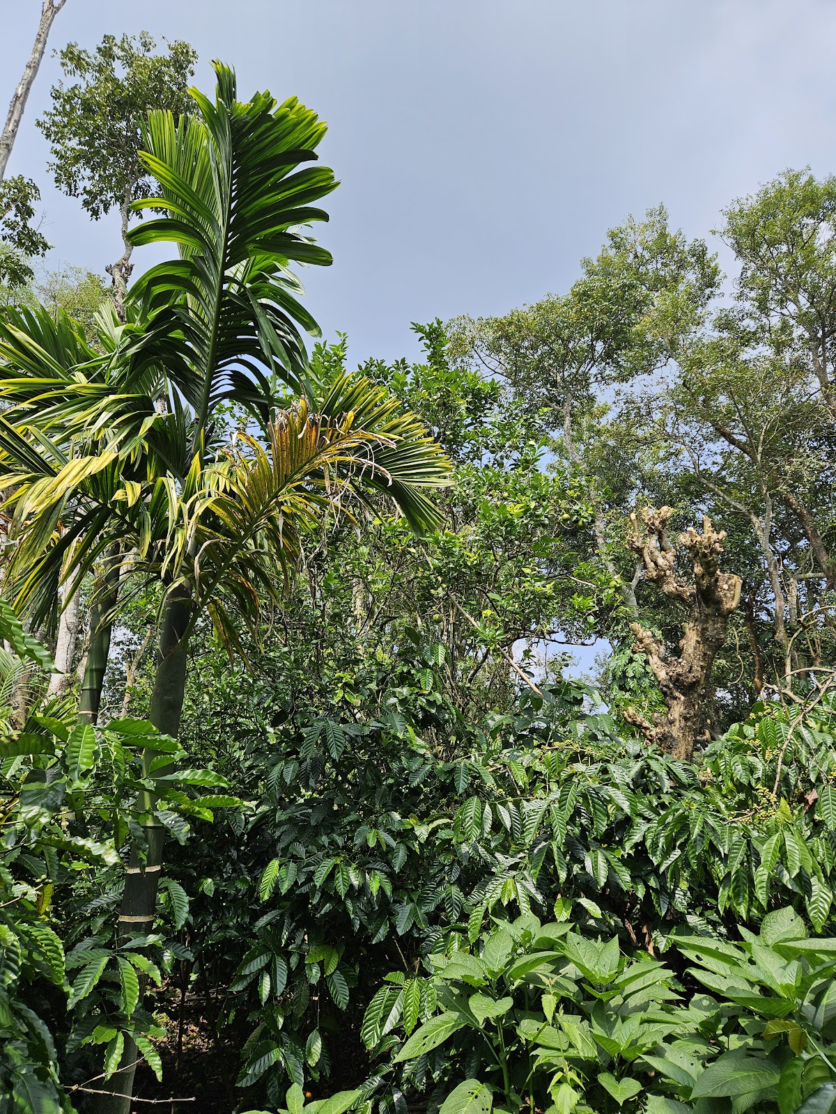 Coffee Plantations of Kushalnagar