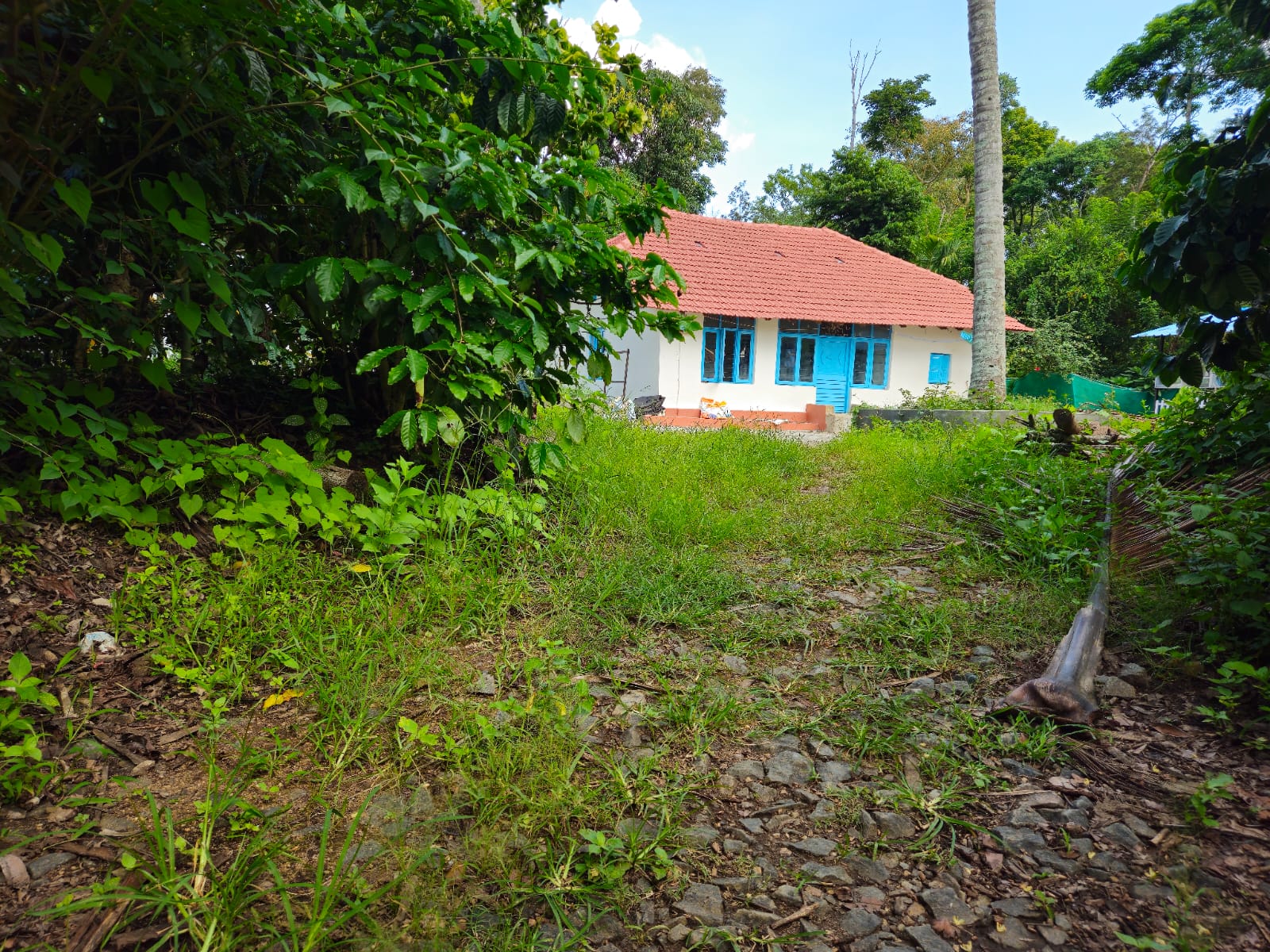 Coffee Plantations of Kushalnagar