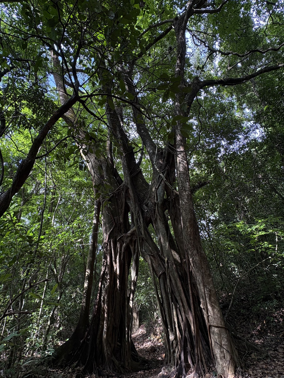 Cotigao Wildlife Sanctuary