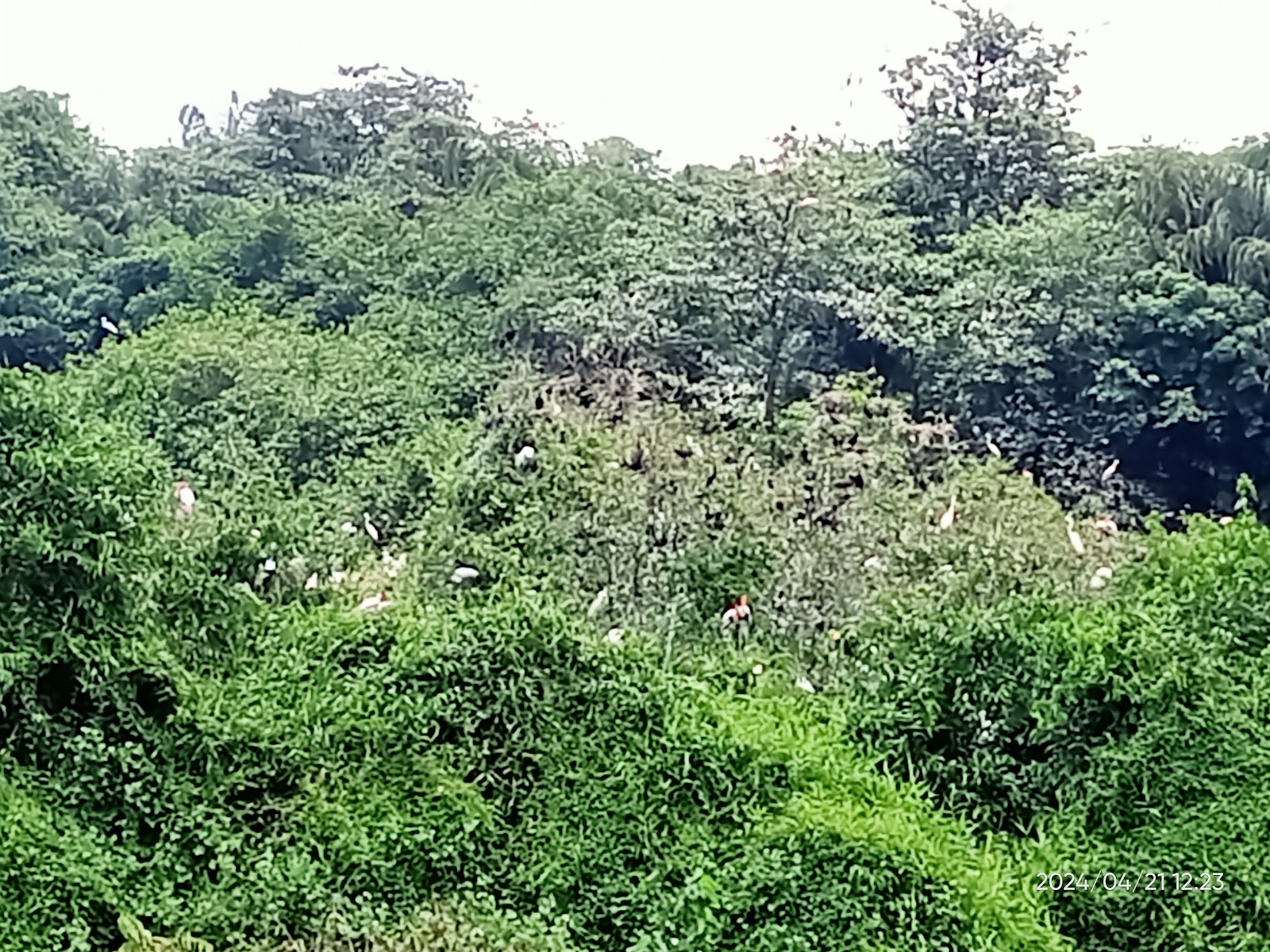 Kumarakom Bird Sanctuary