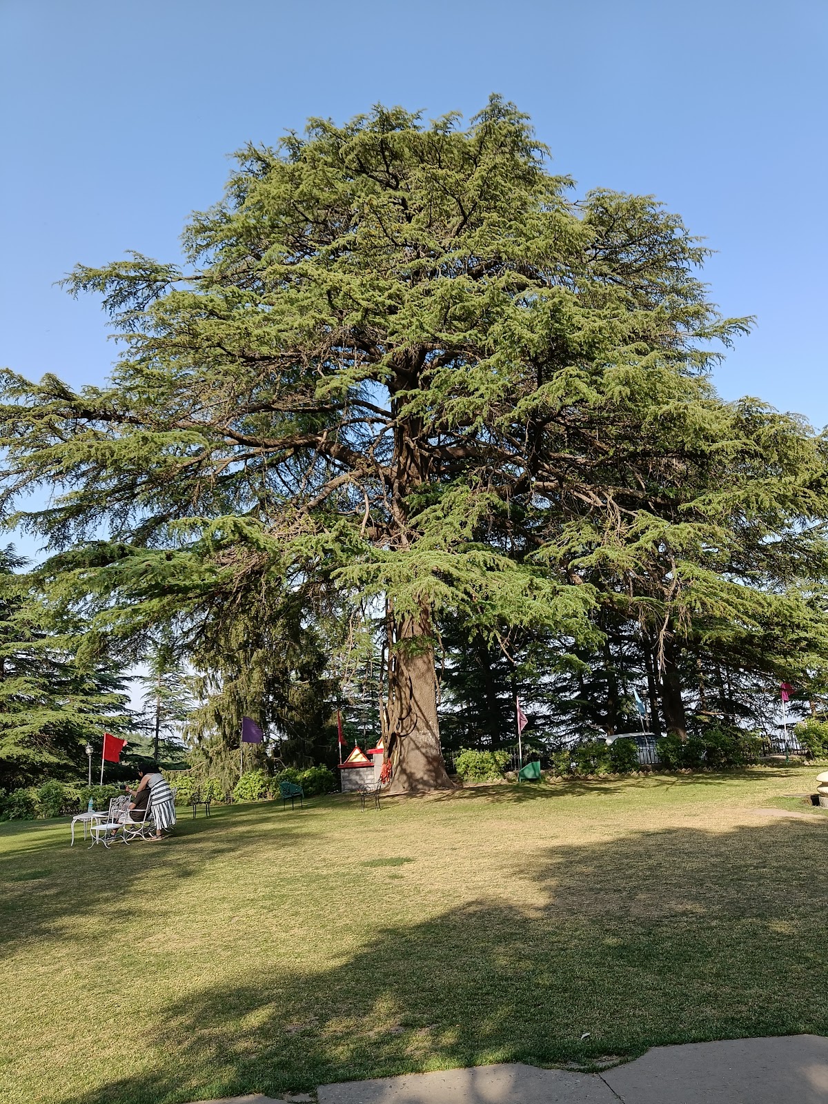 Chail Palace