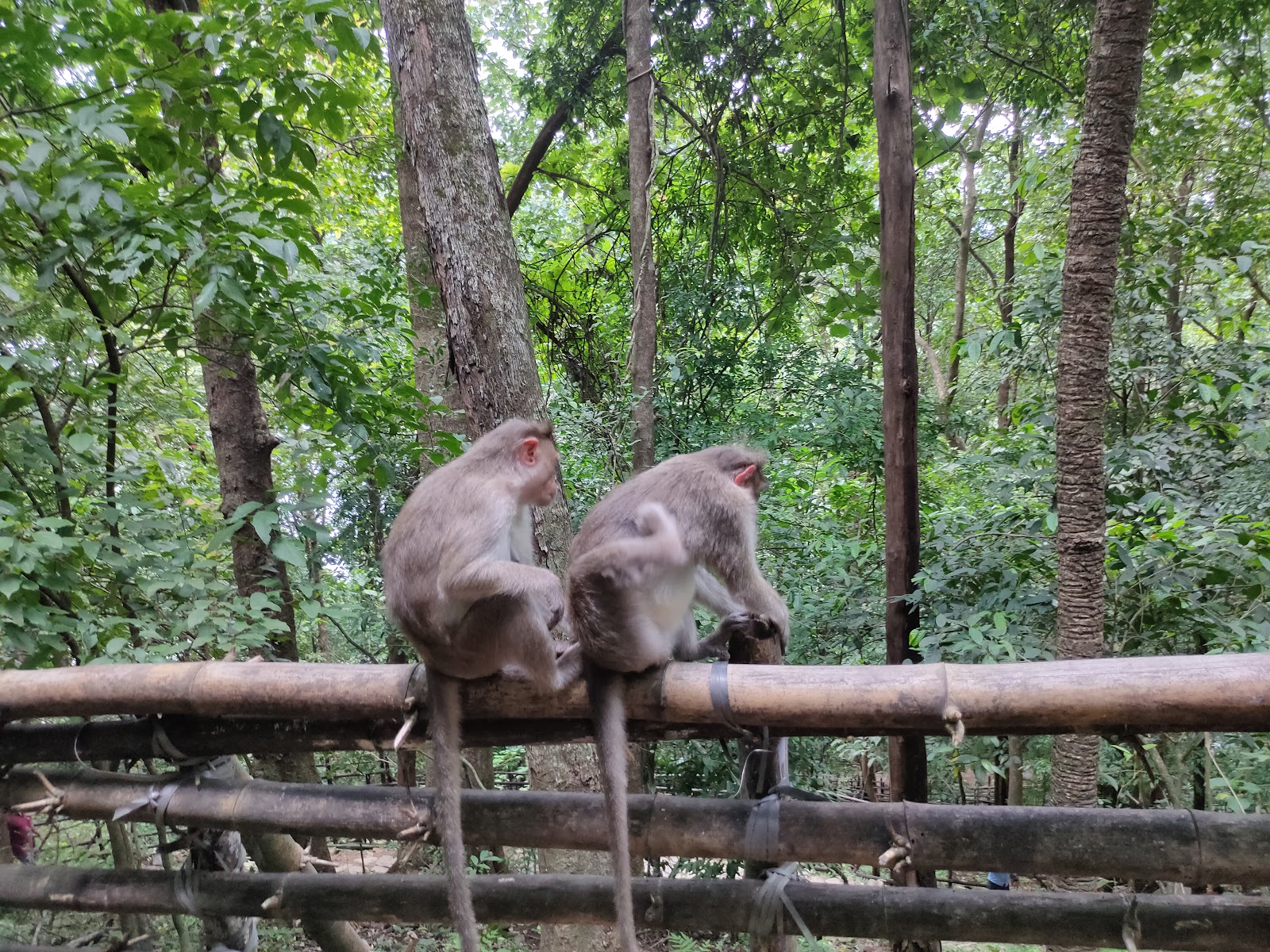 Athirappilly Waterfalls
