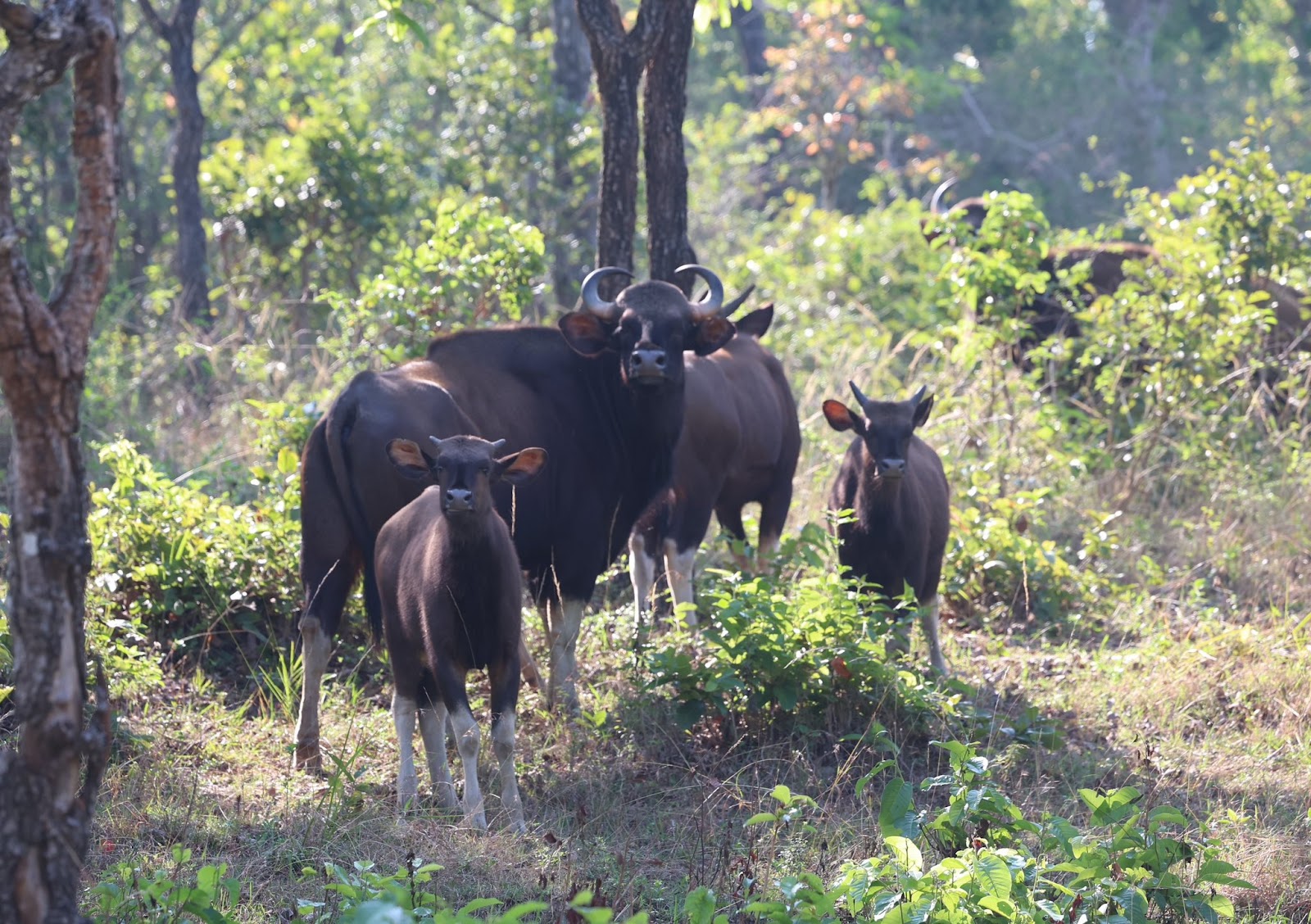 Bandipur National Park Karnataka India