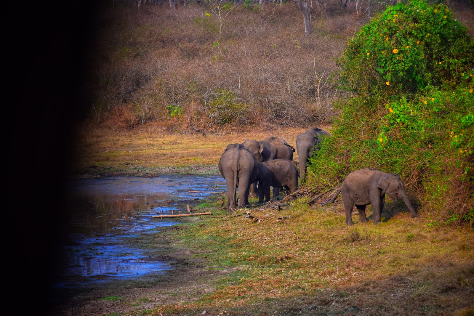Bandipur National Park Karnataka India
