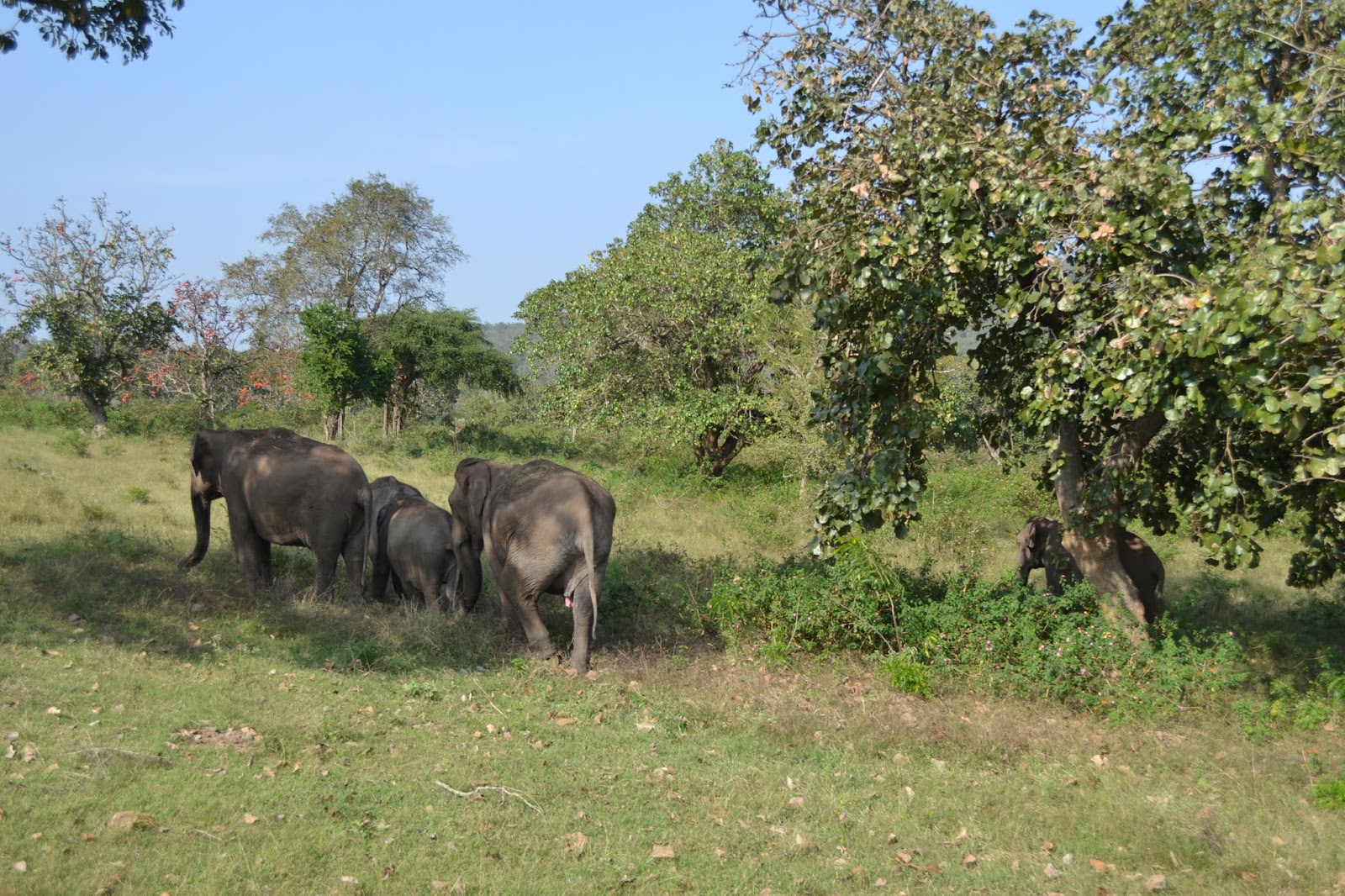 Bandipur National Park Karnataka India
