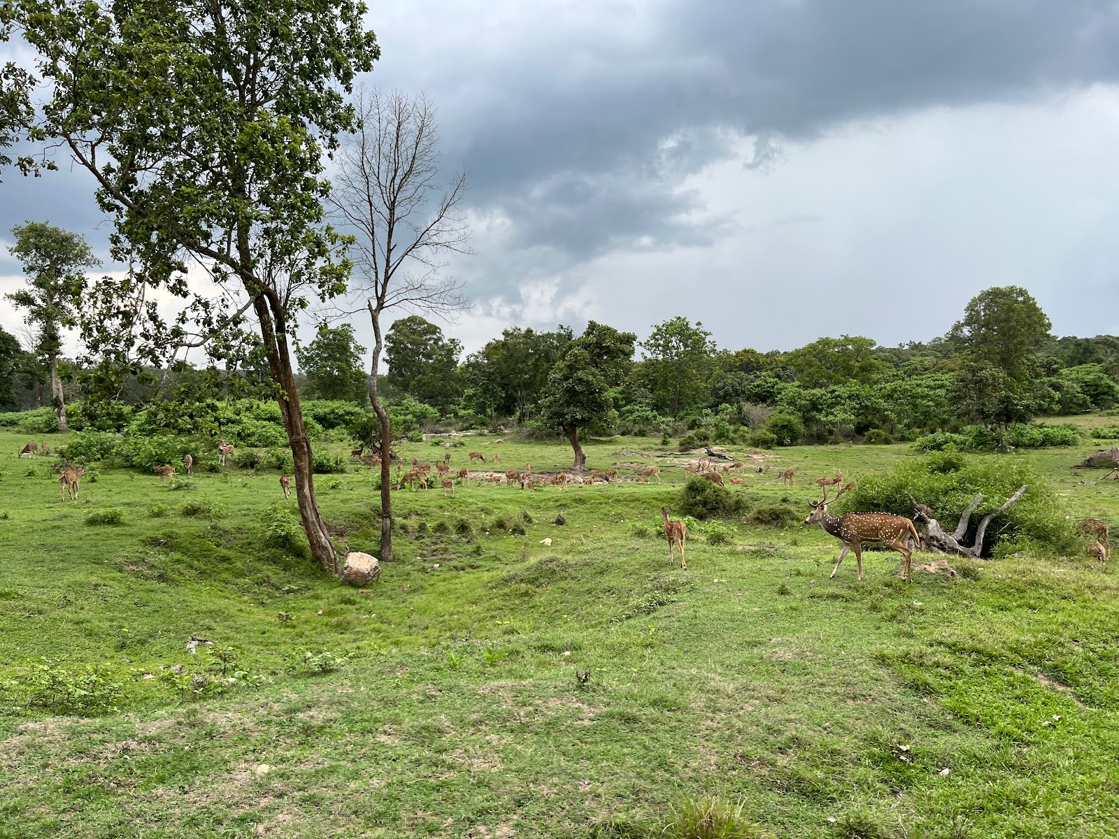Bandipur National Park Karnataka India