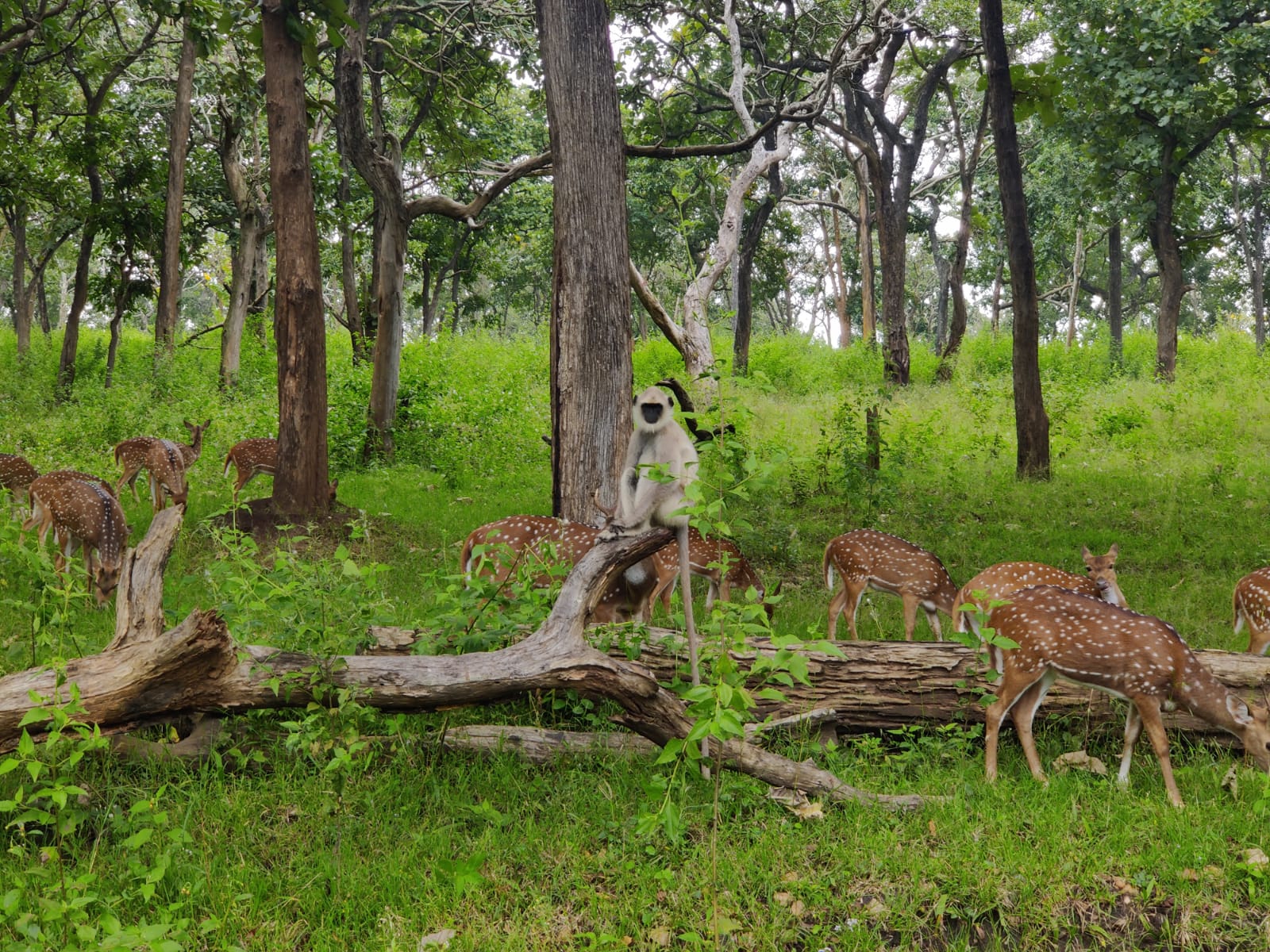 Bandipur National Park Karnataka India