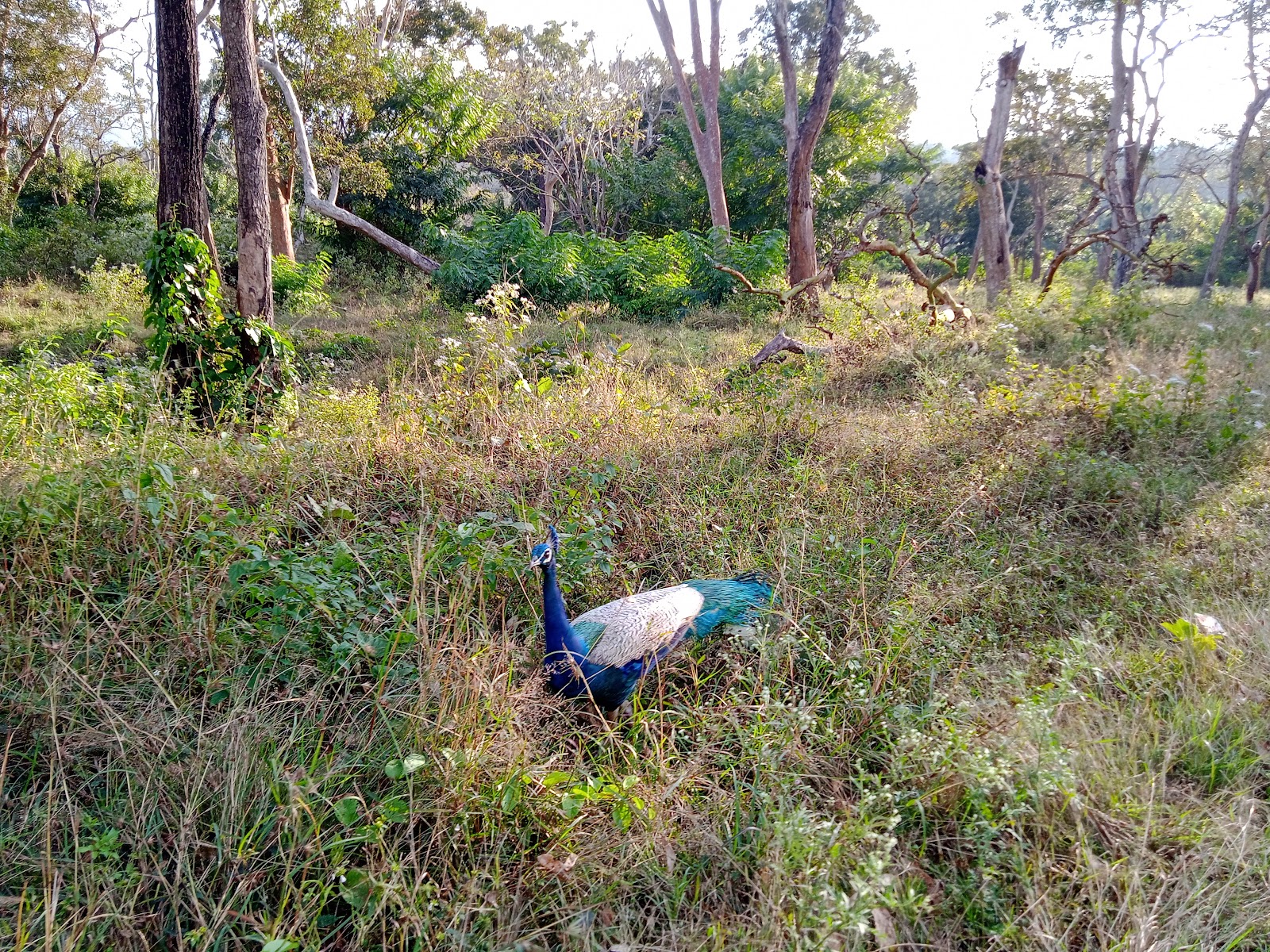 Bandipur National Park Karnataka India
