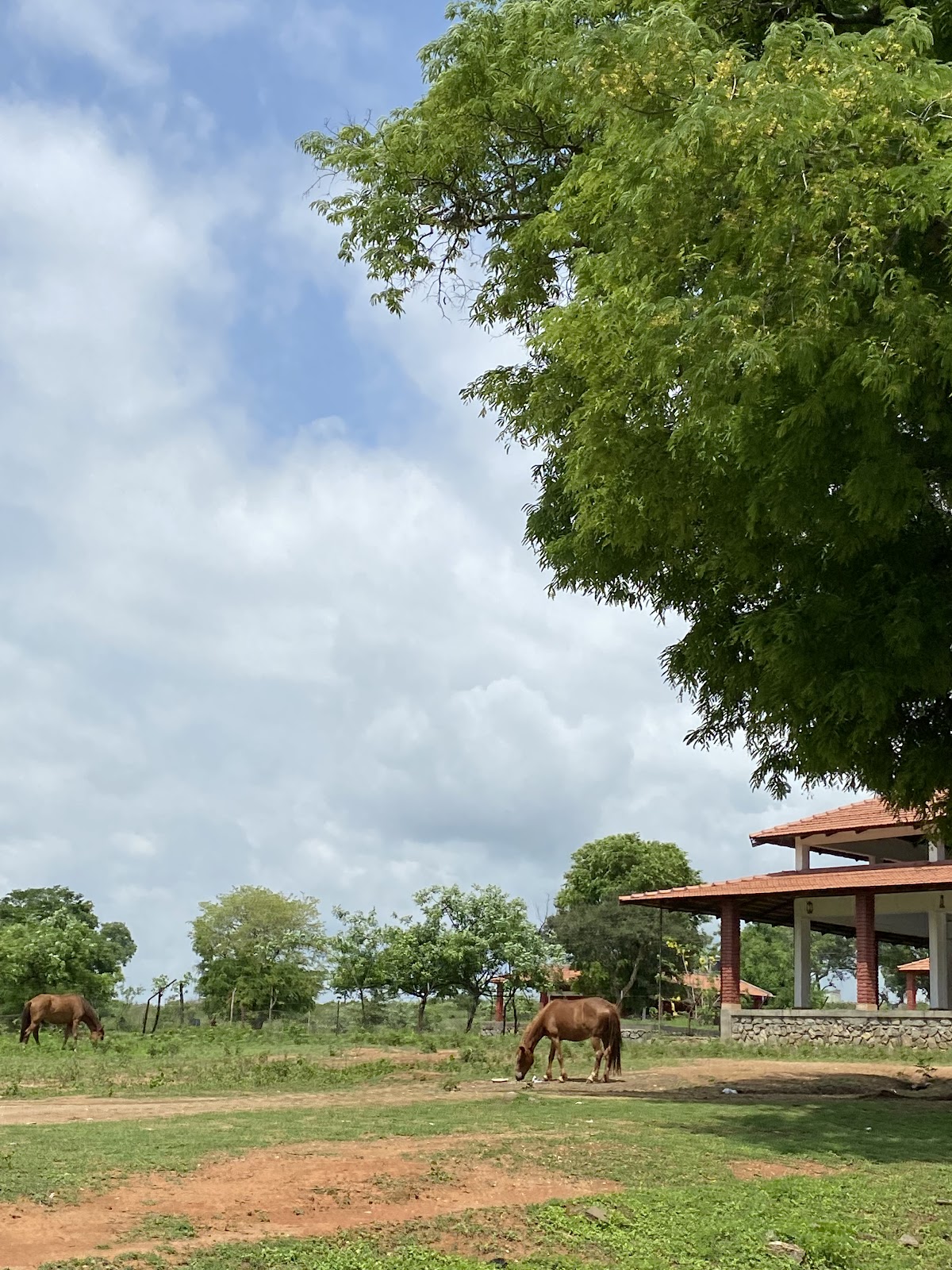 Bandipur National Park Karnataka India