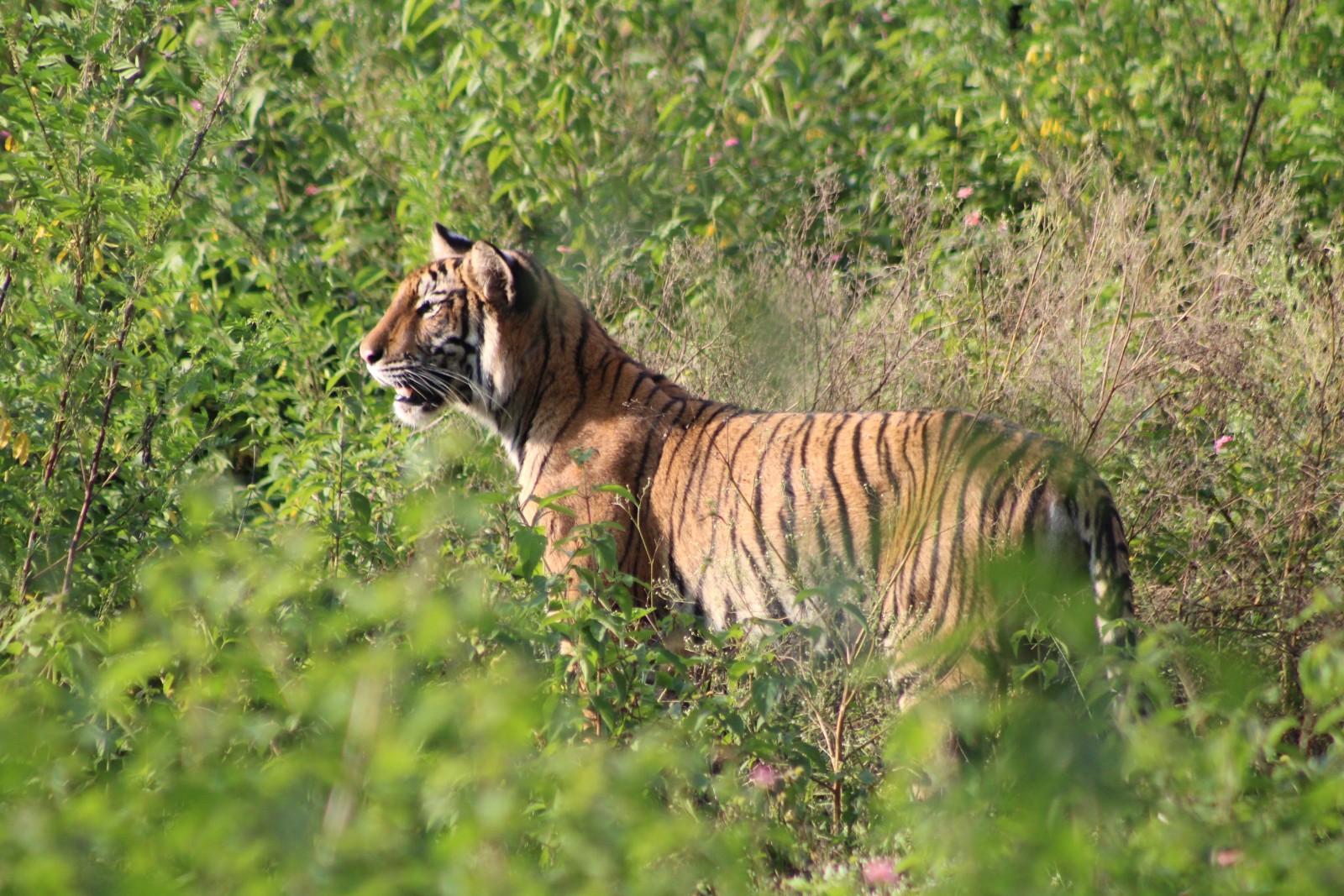 Bandipur National Park Karnataka India
