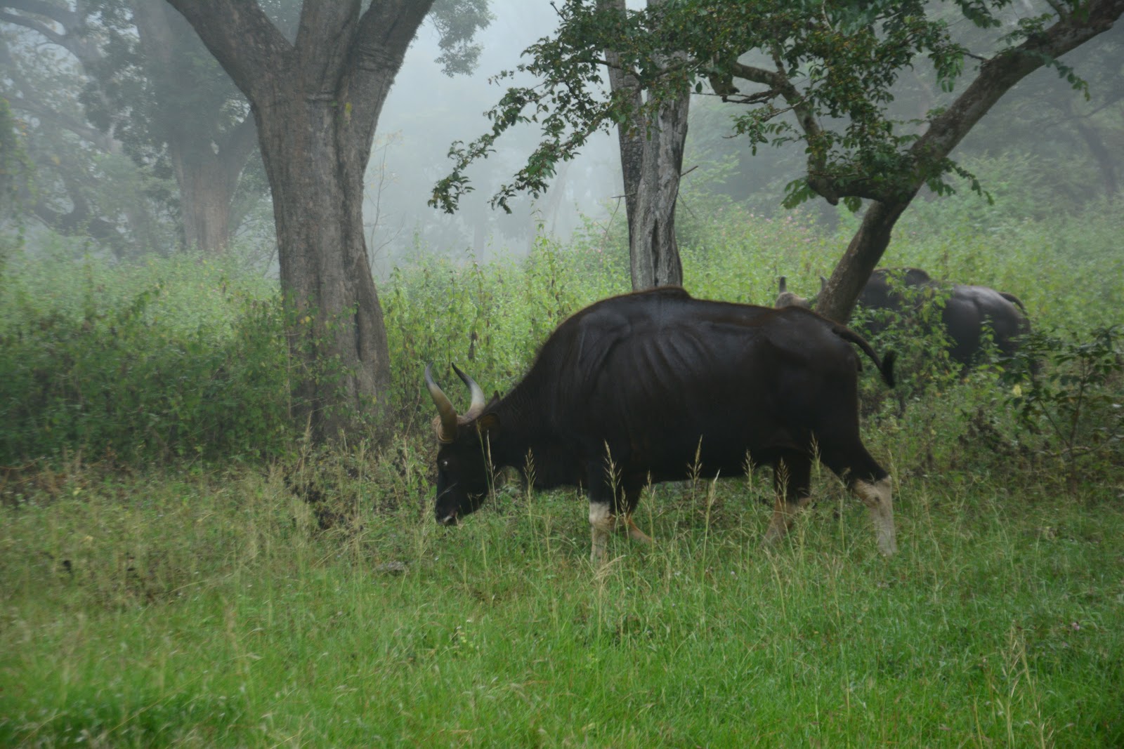 Bandipur National Park Karnataka India