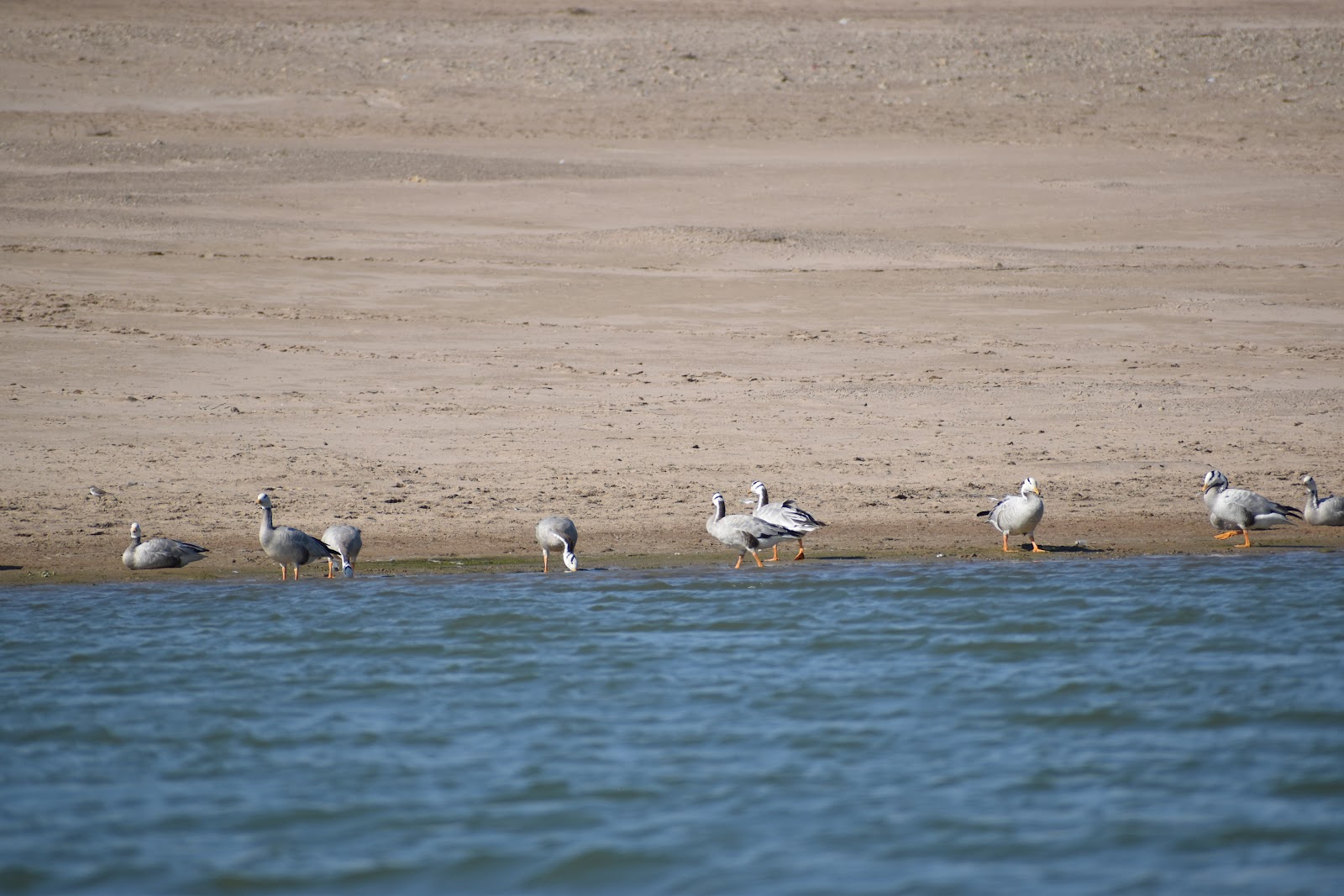 Chambal River - A Natural Gem in Uttar Pradesh
