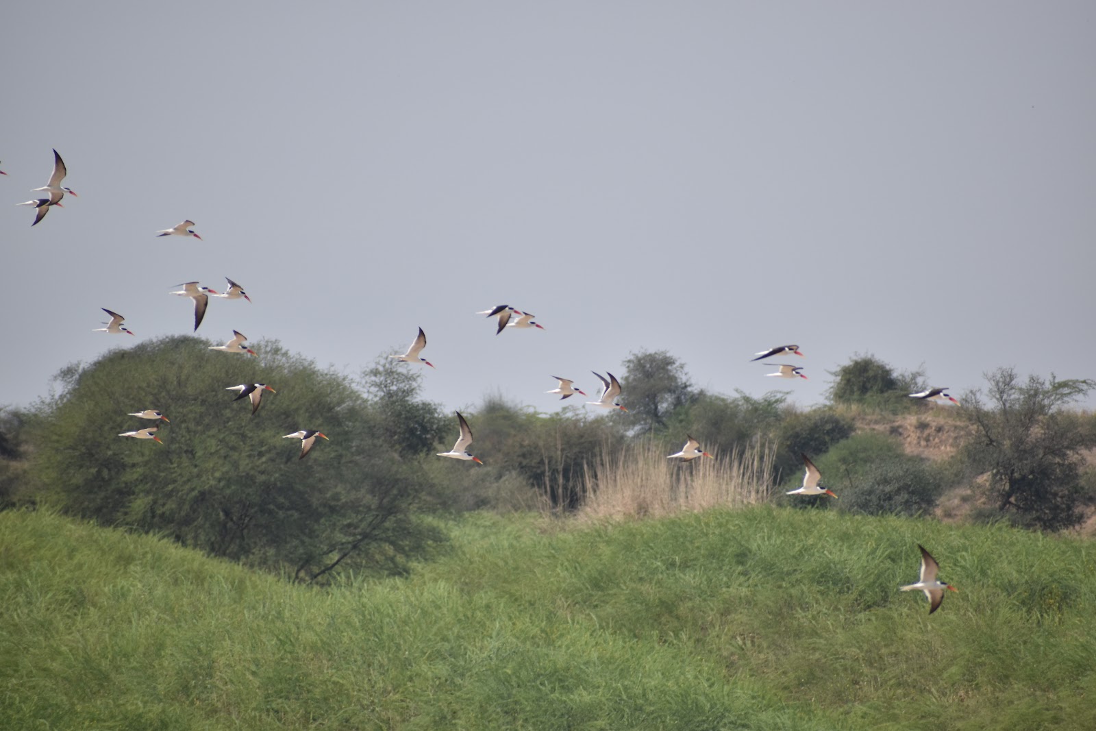National Chambal Sanctuary