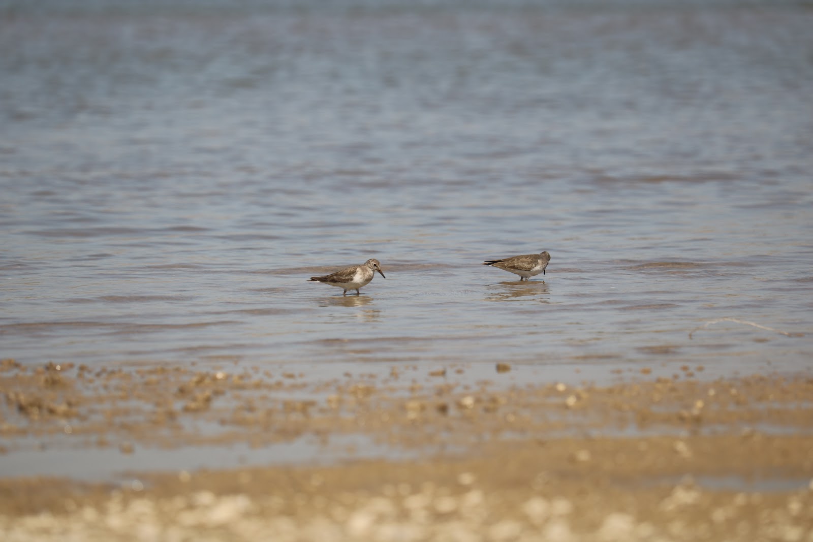 National Chambal Sanctuary
