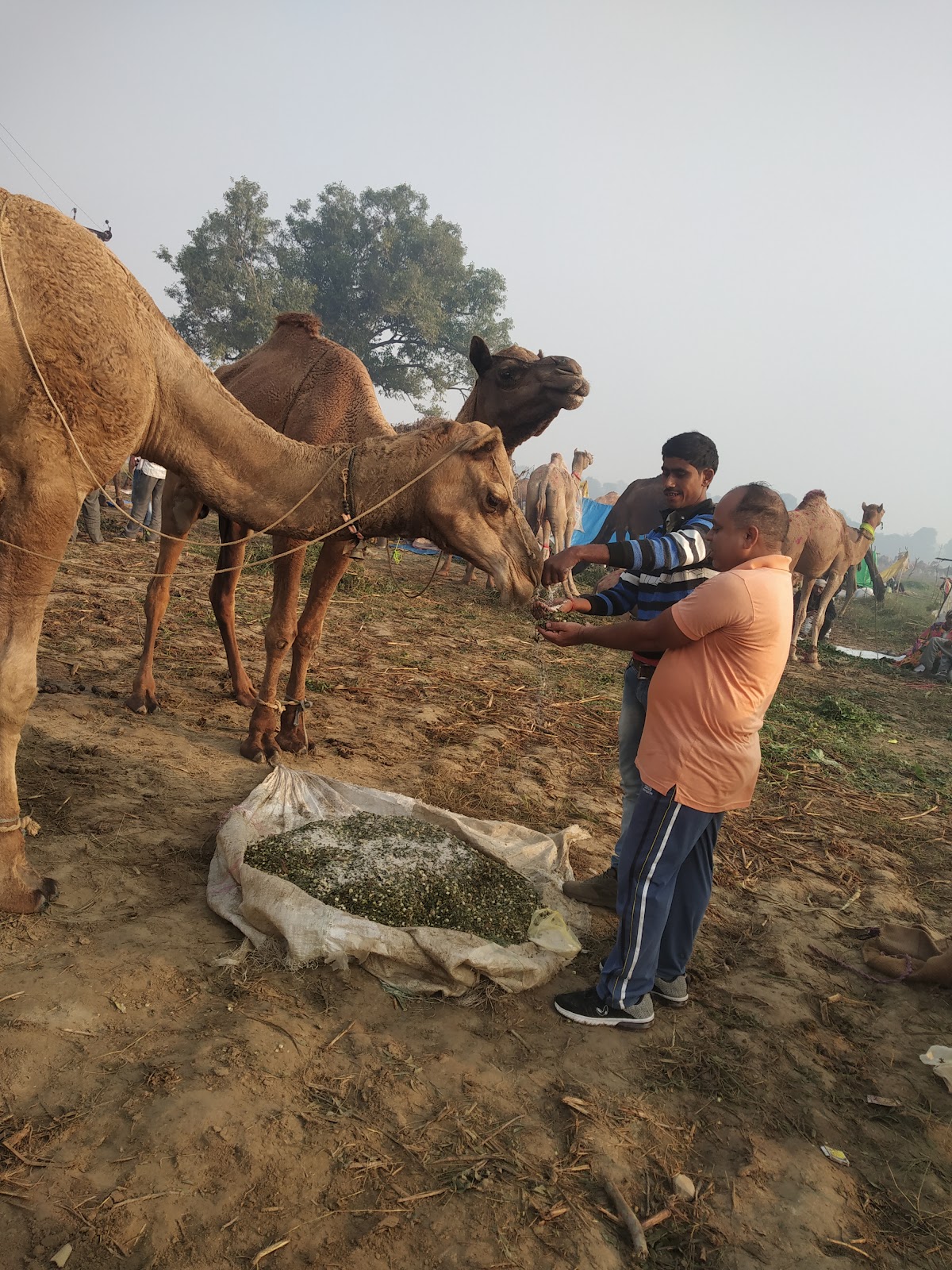 Bateshwar Fair Grounds