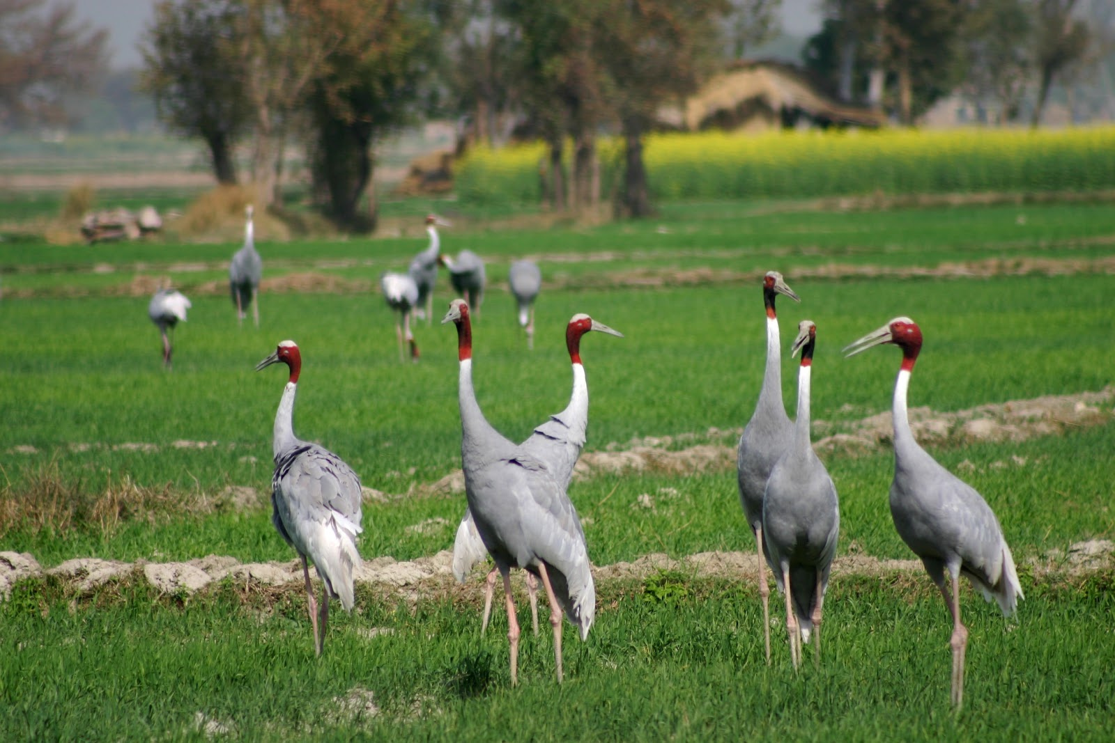 Chambal River Boat Safari
