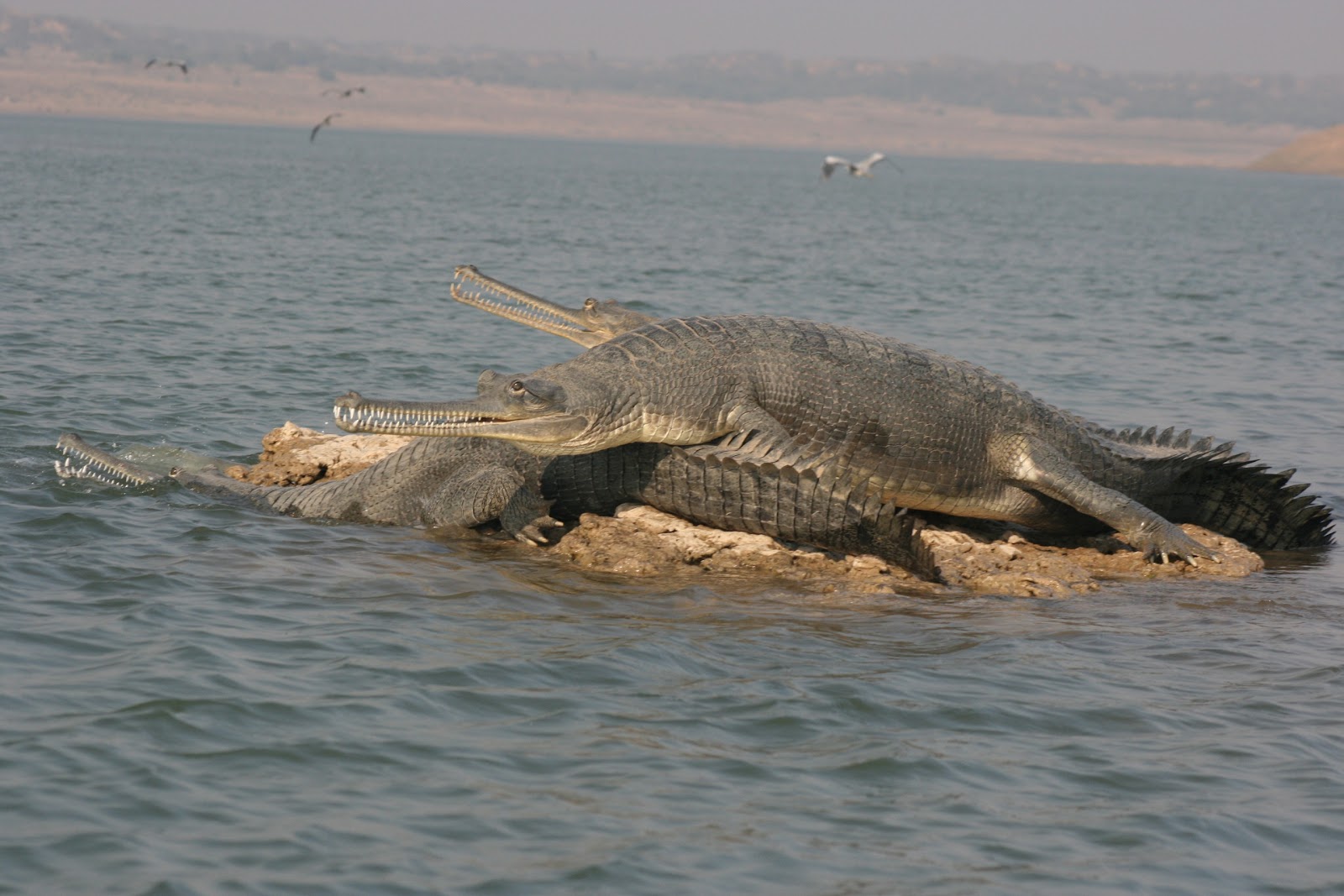 Chambal River Boat Safari