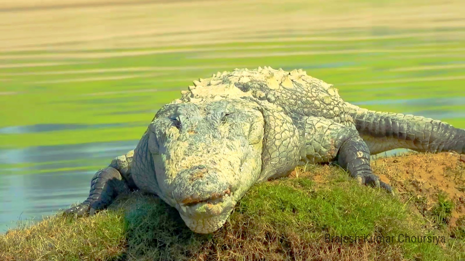 Gharial Conservation Centre