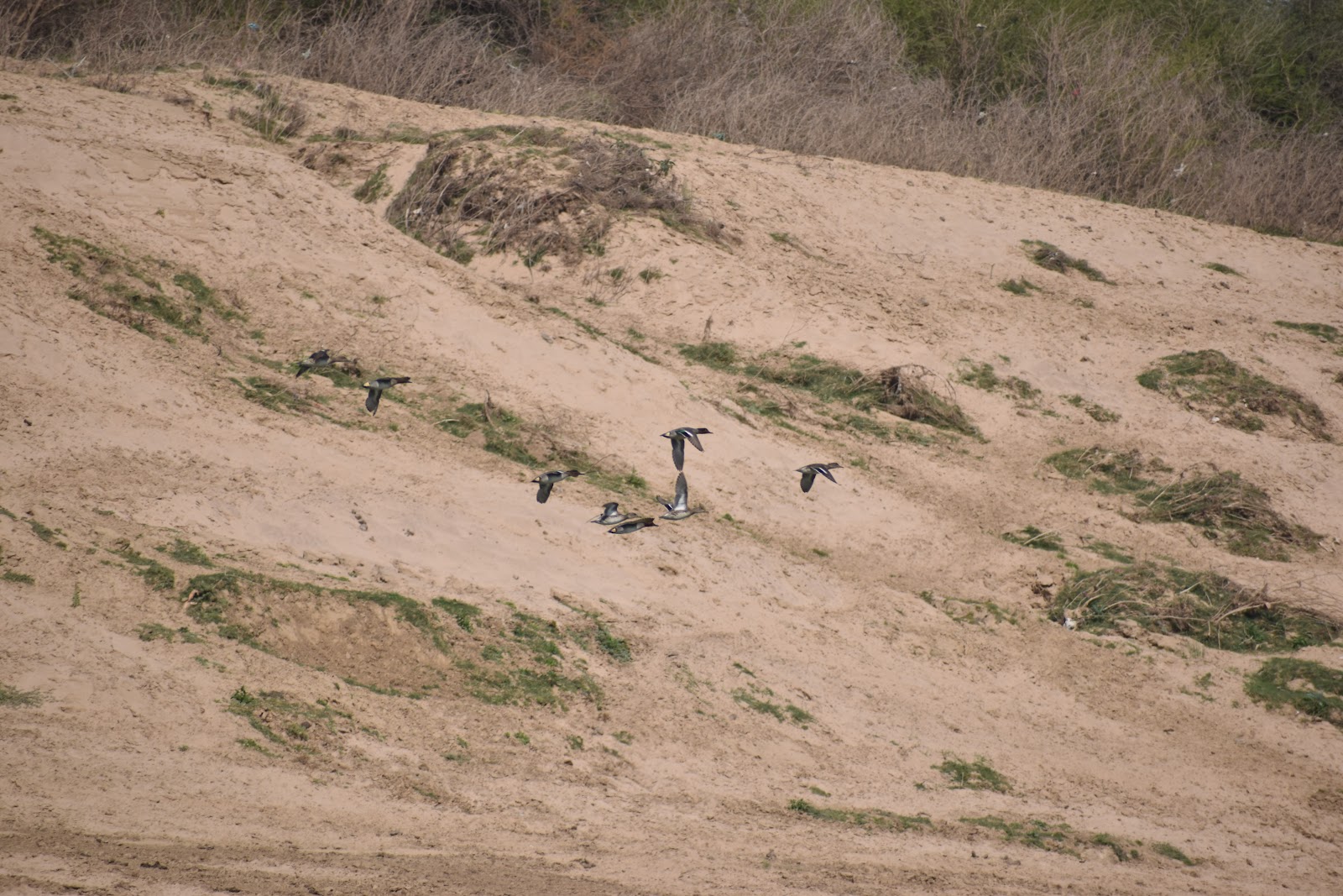 National Chambal Sanctuary