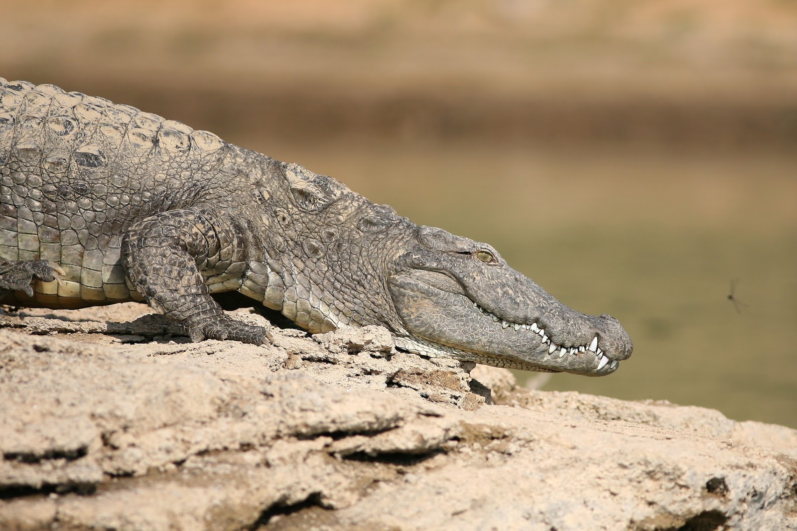 Sandbank Birding Islands