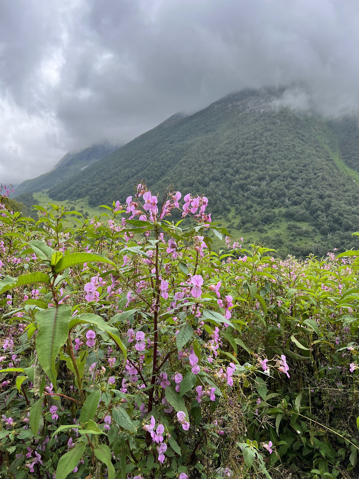 Valley of Flowers National Park