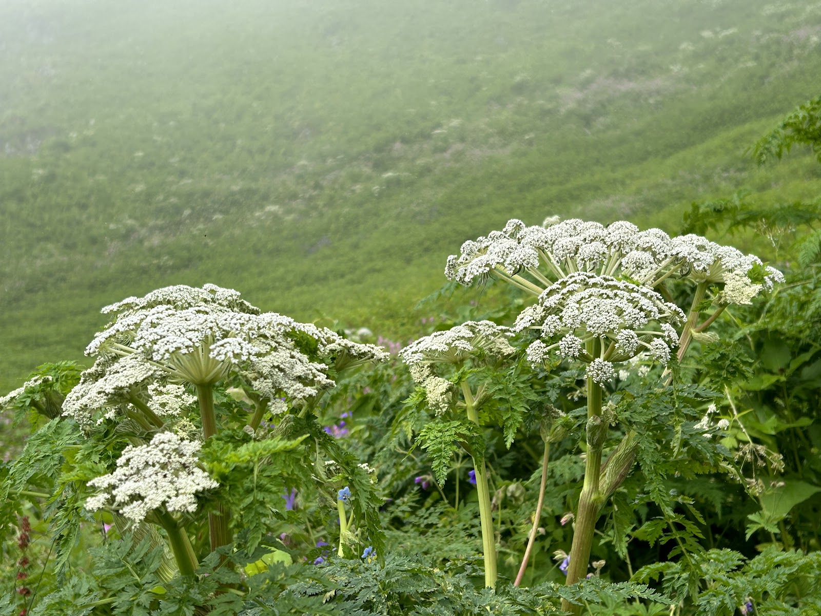 Valley of Flowers National Park