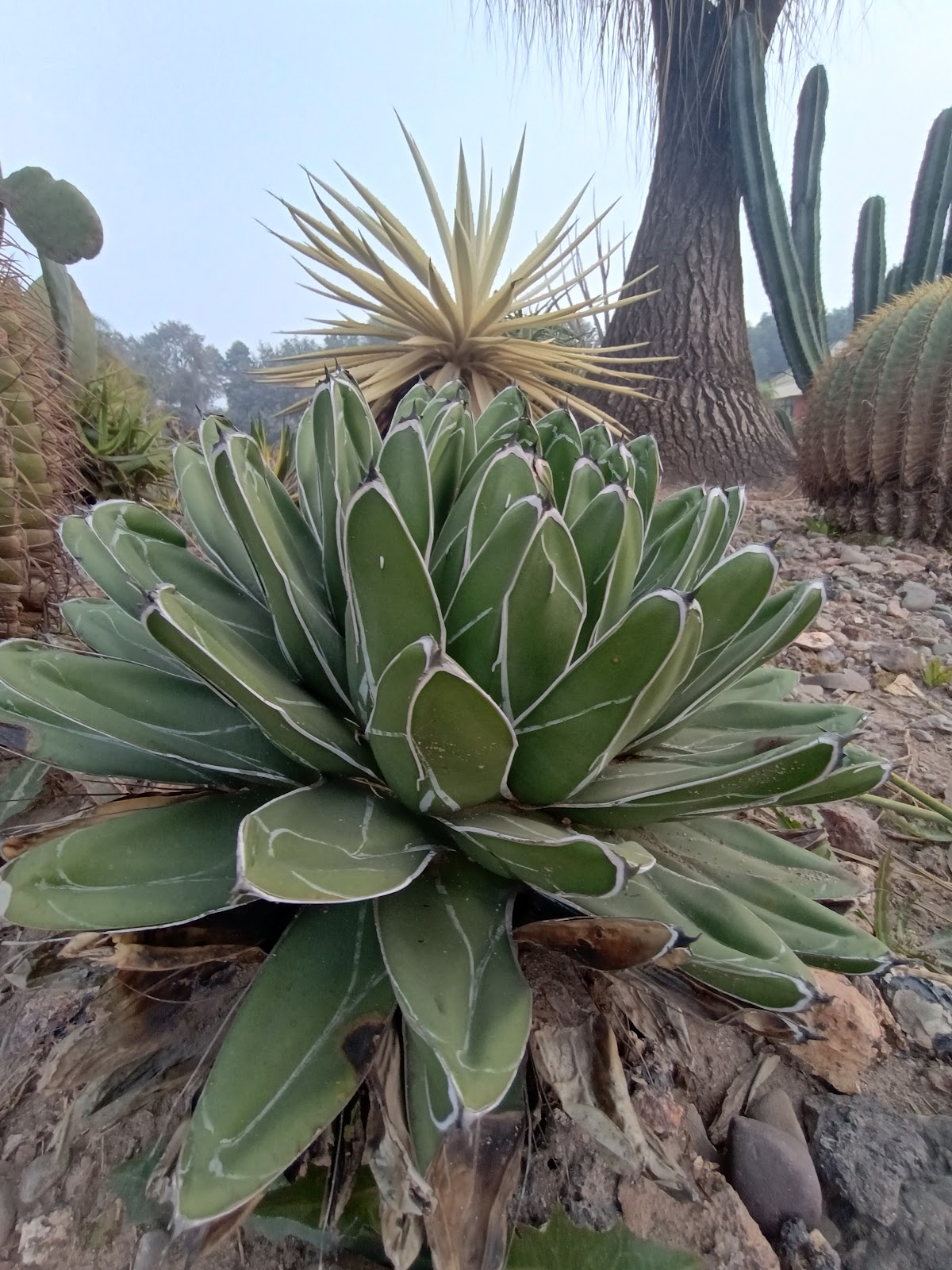 Cactus Garden Panchkula