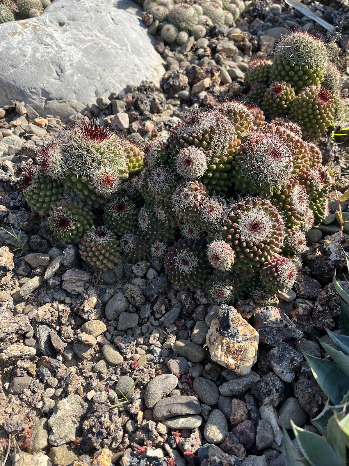 Cactus Garden Panchkula