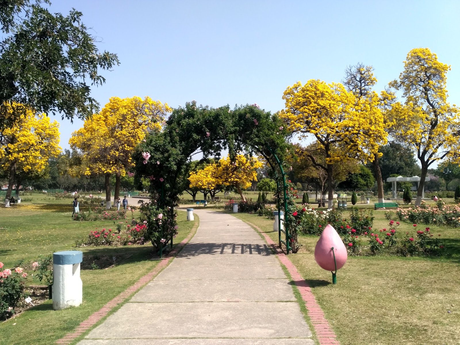 Chandigarh Rose Garden - A Floral Paradise