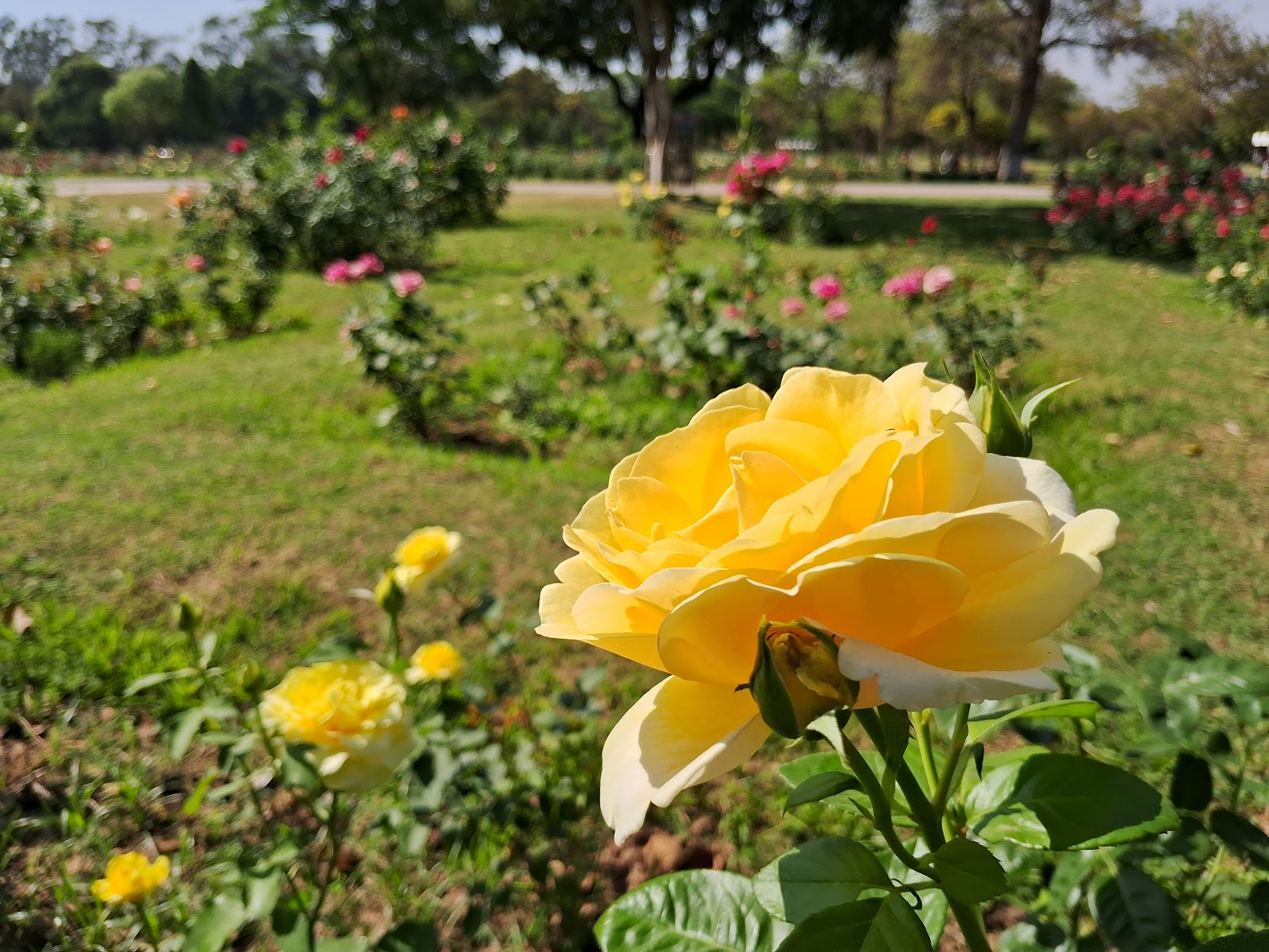 Zakir Hussain Rose Garden