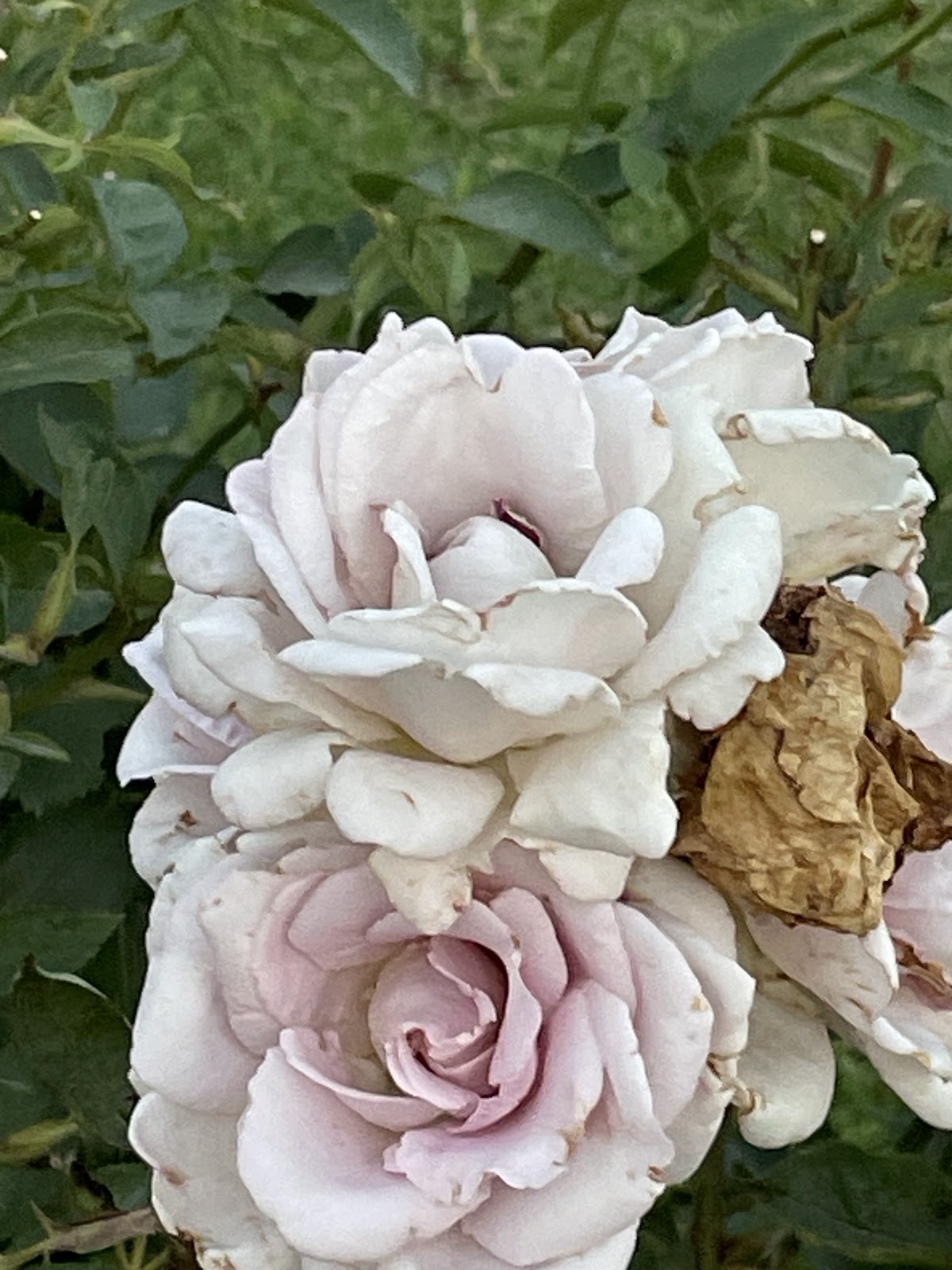 Zakir Hussain Rose Garden