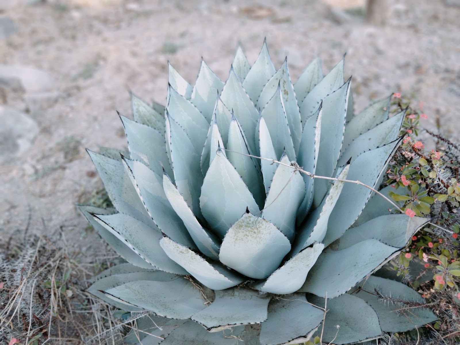 Cactus Garden Panchkula