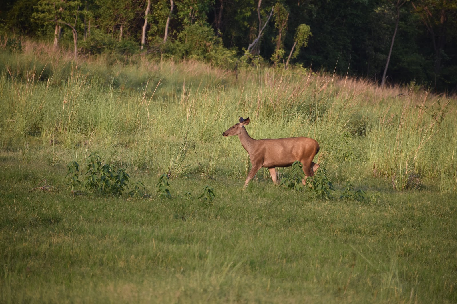 Tadoba Andhari Tiger Reserve