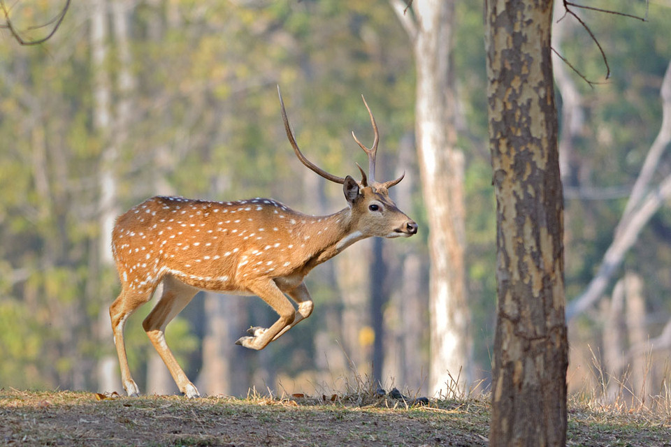 Tadoba Andhari Tiger Reserve