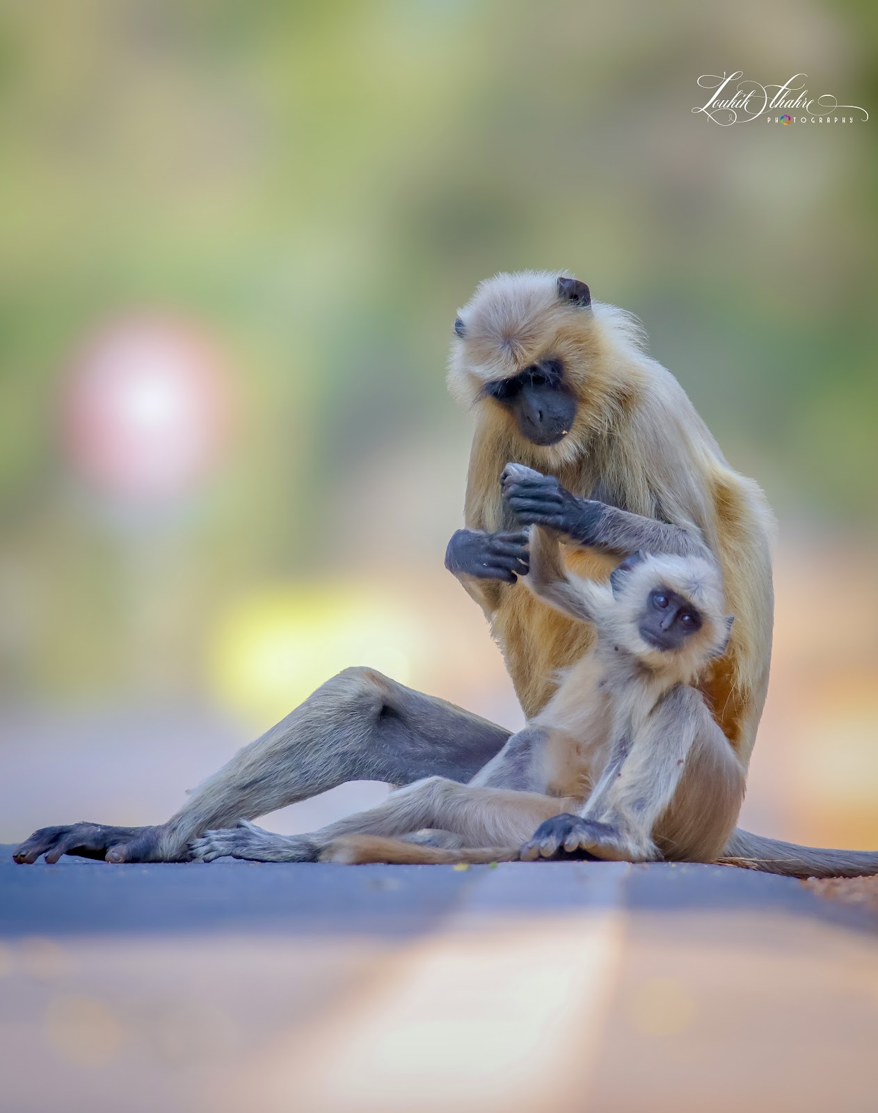 Tadoba Andhari Tiger Reserve