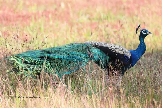 Tadoba Andhari Tiger Reserve