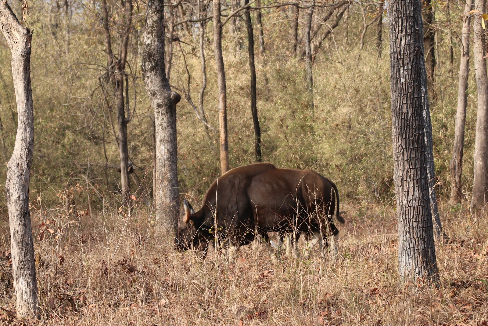 Tadoba Andhari Tiger Reserve