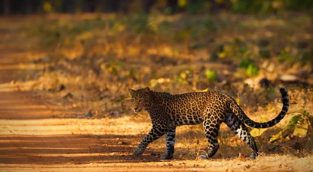 Tadoba Andhari Tiger Reserve