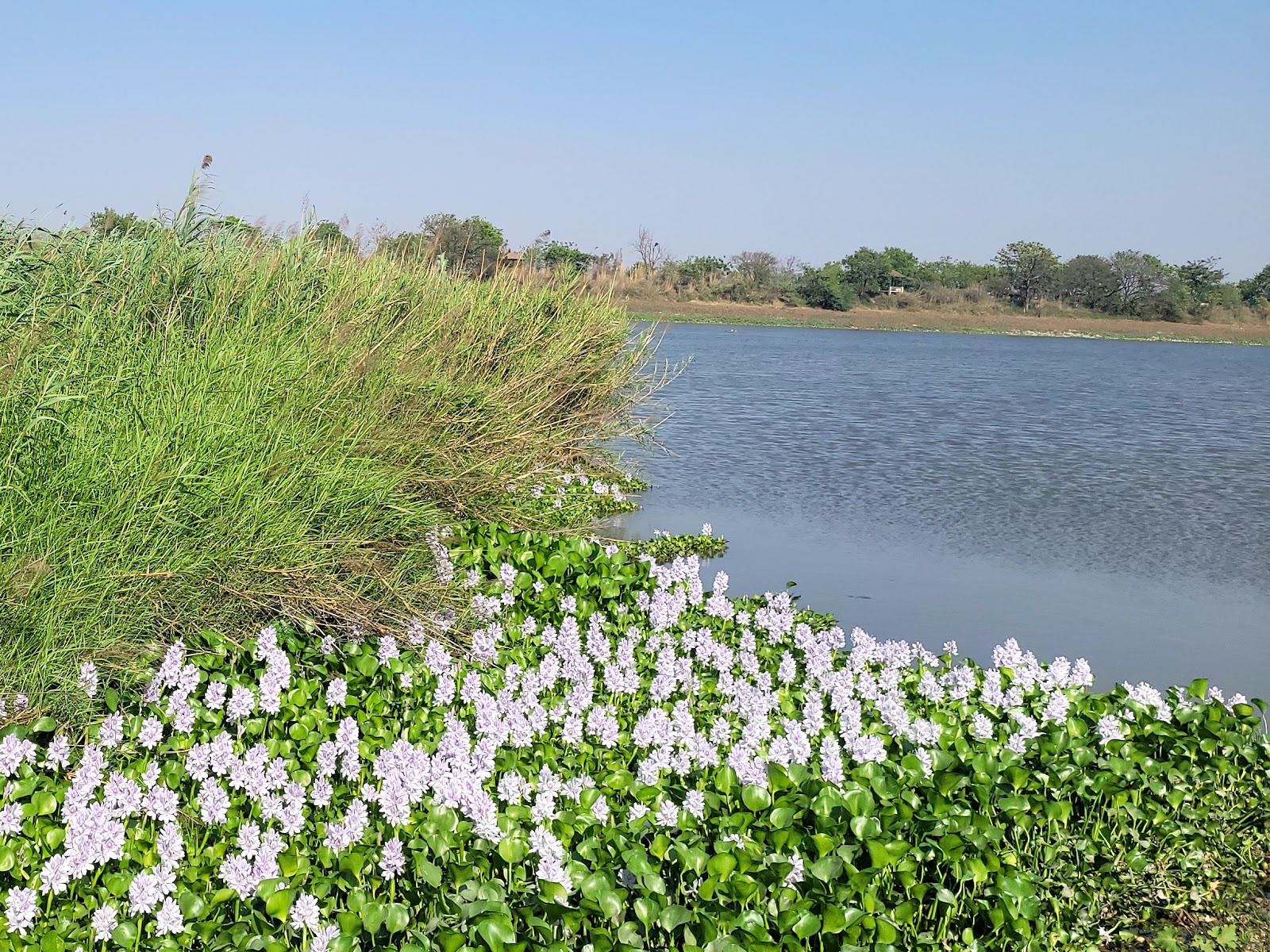Nature Trail and Wetlands