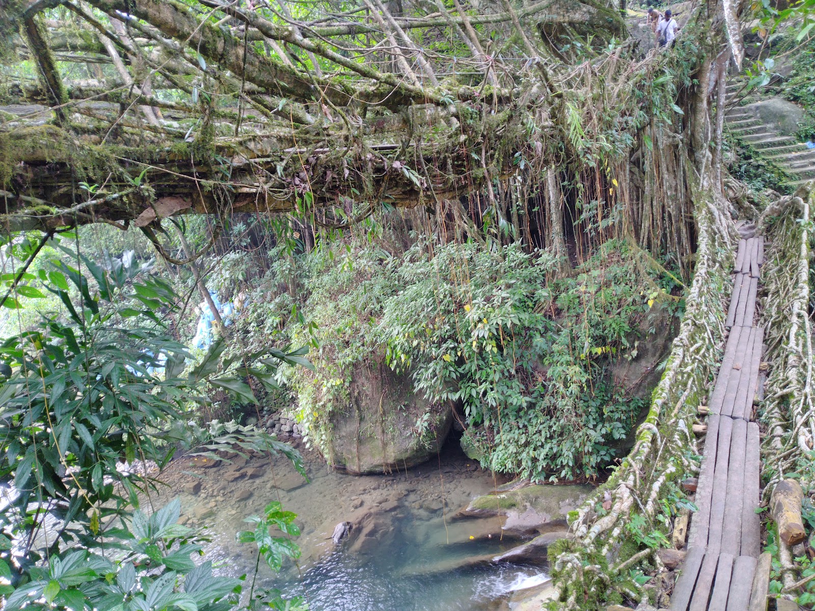 Living Root Bridge