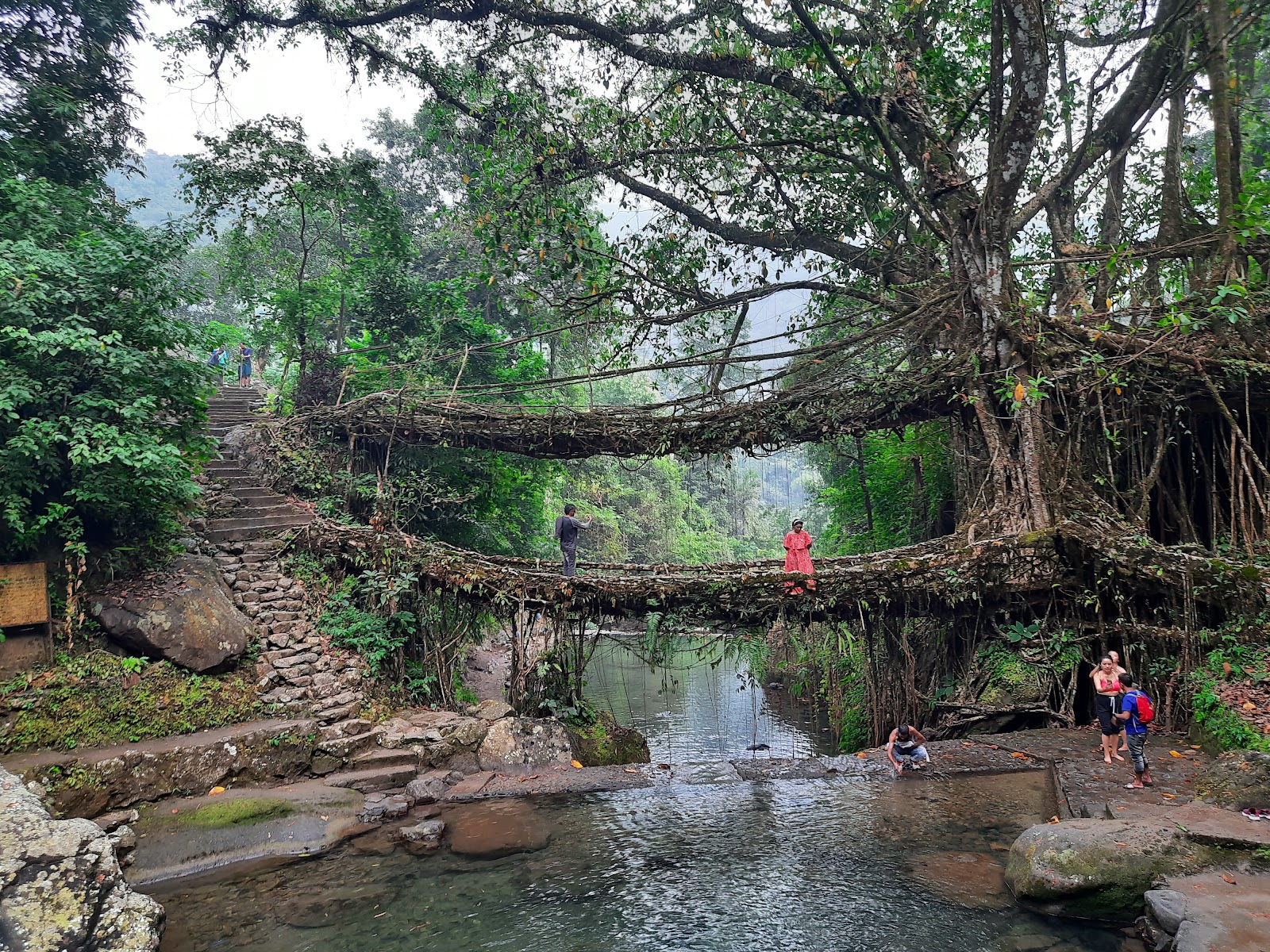 Living Root Bridge