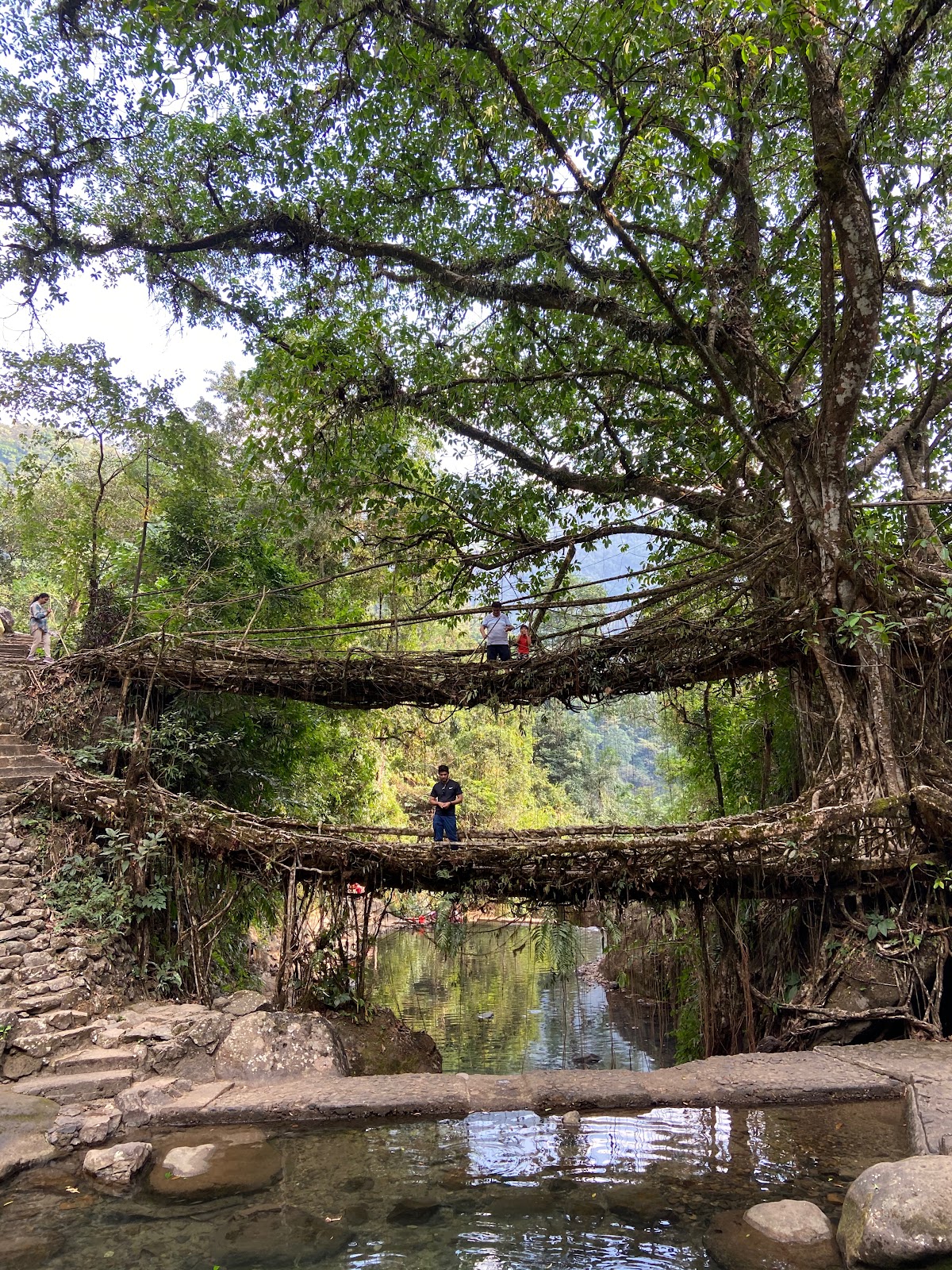 Living Root Bridge