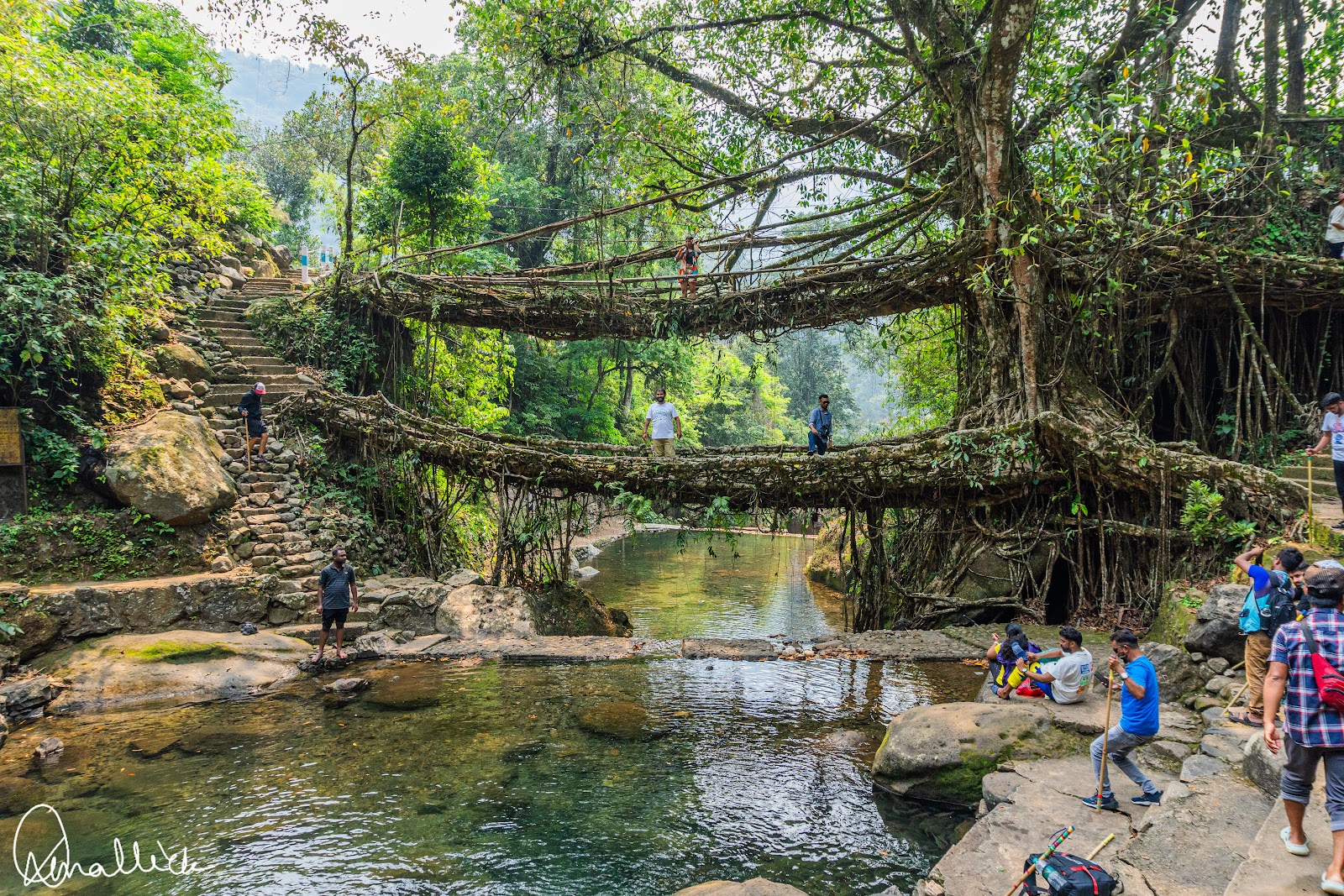 Double Decker Living Root Bridge Nongriat