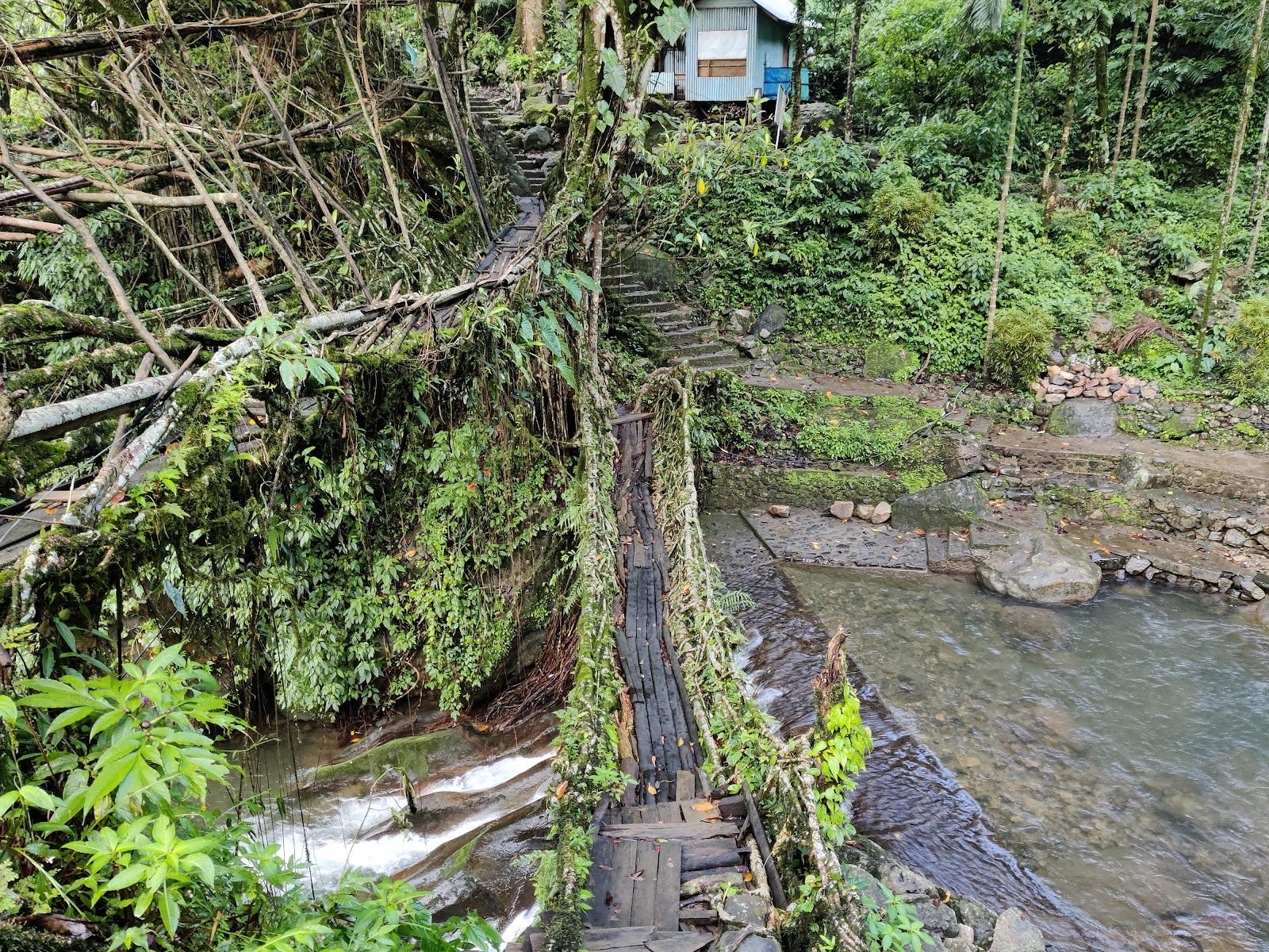 Double Decker Living Root Bridge Nongriat