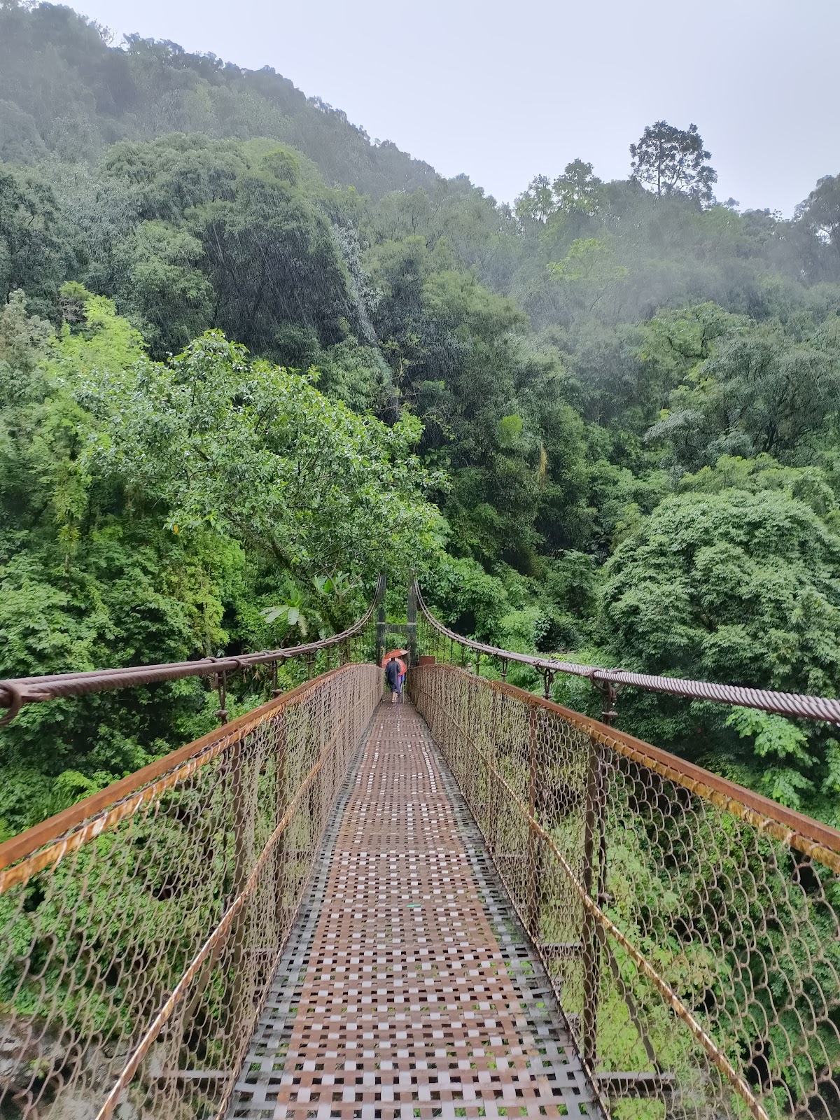 Double Decker Living Root Bridge Nongriat