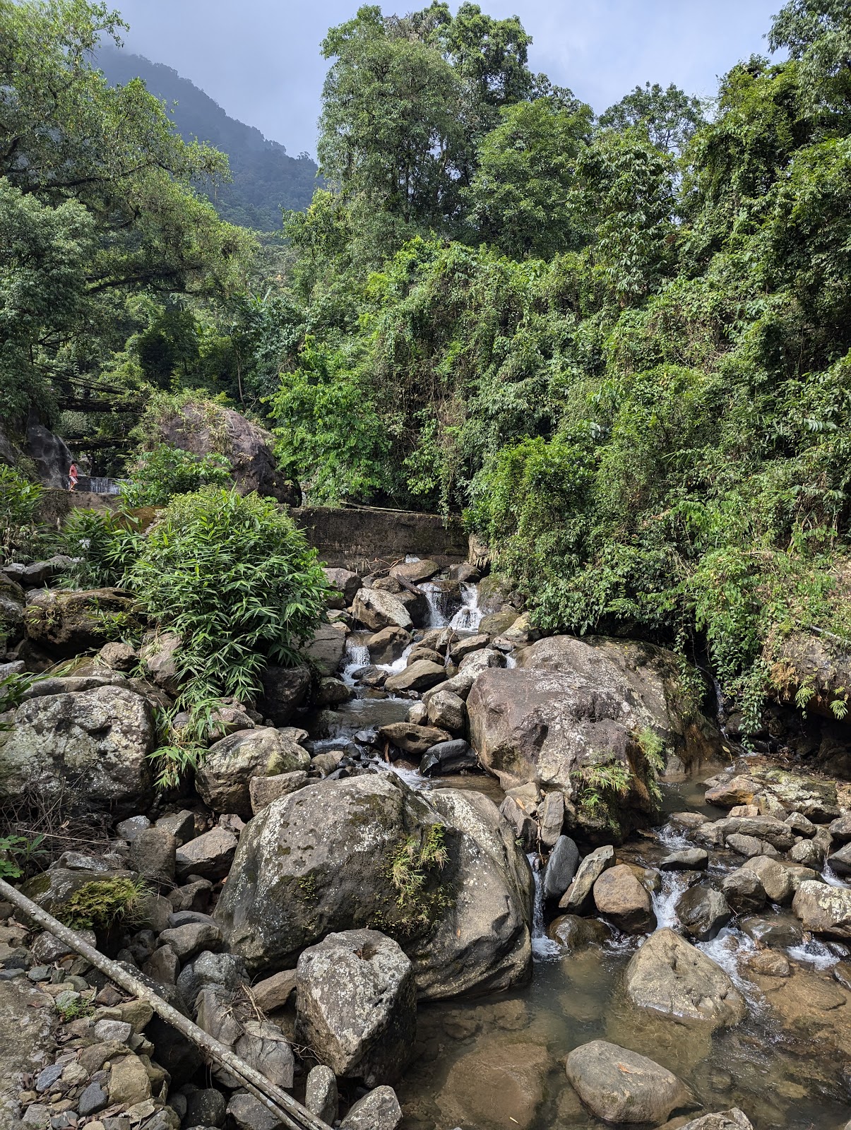 Double Decker Living Root Bridge Nongriat