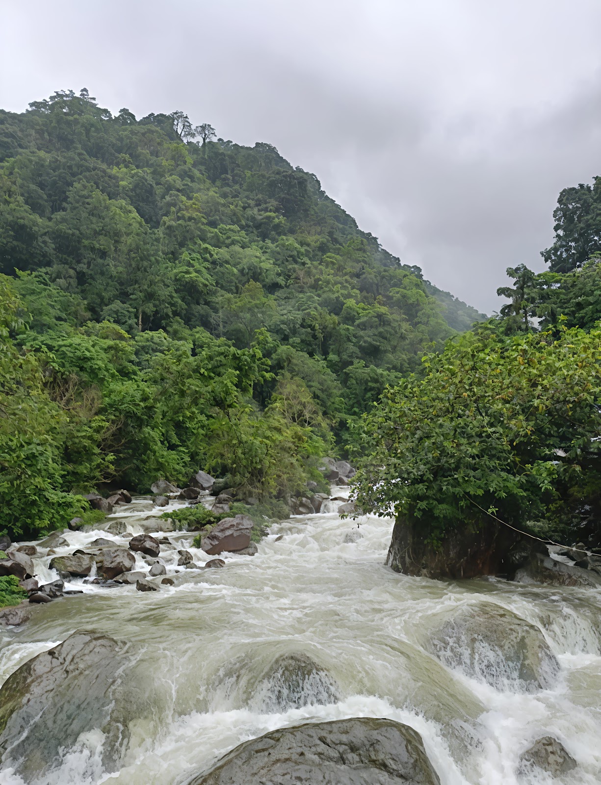 Double Decker Living Root Bridge Nongriat