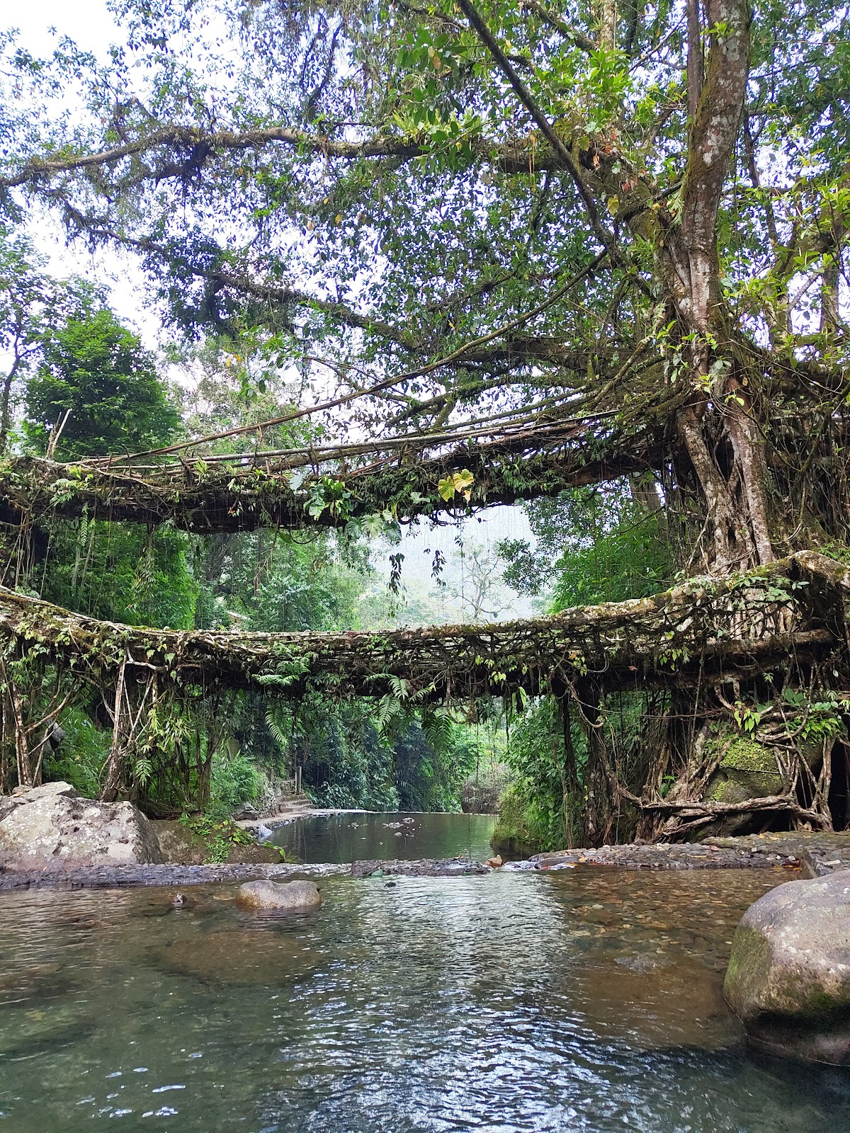 Double Decker Living Root Bridge Nongriat